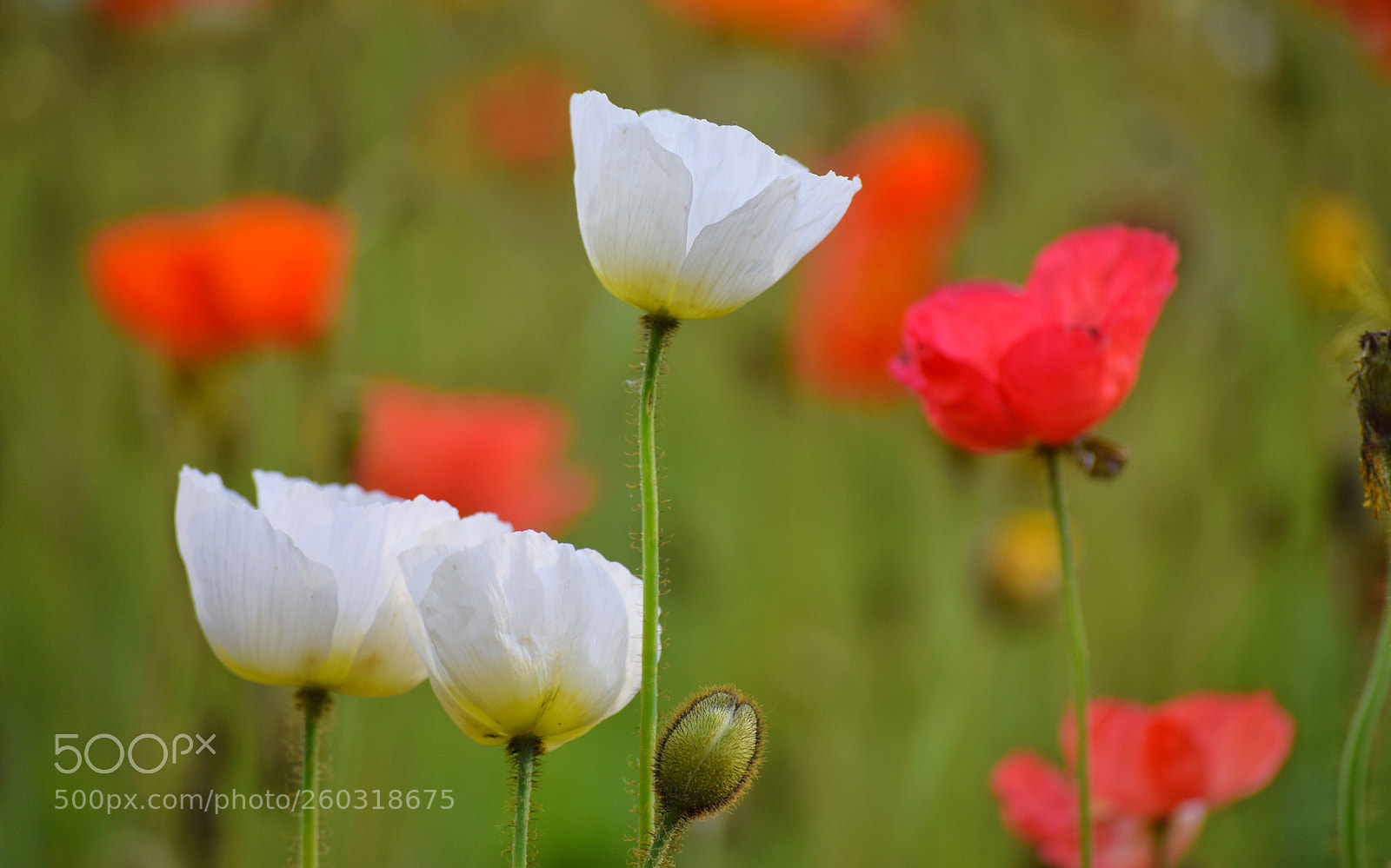 Nikon D3300 sample photo. Poppy 7 photography