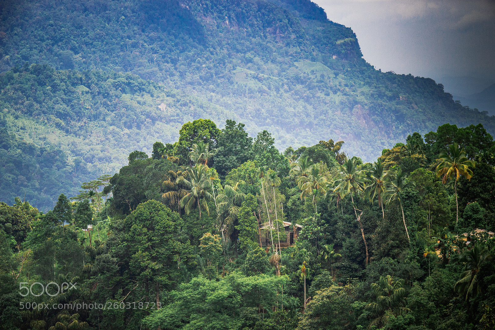 Canon EOS 600D (Rebel EOS T3i / EOS Kiss X5) sample photo. Jungle dwelling, wee oya photography