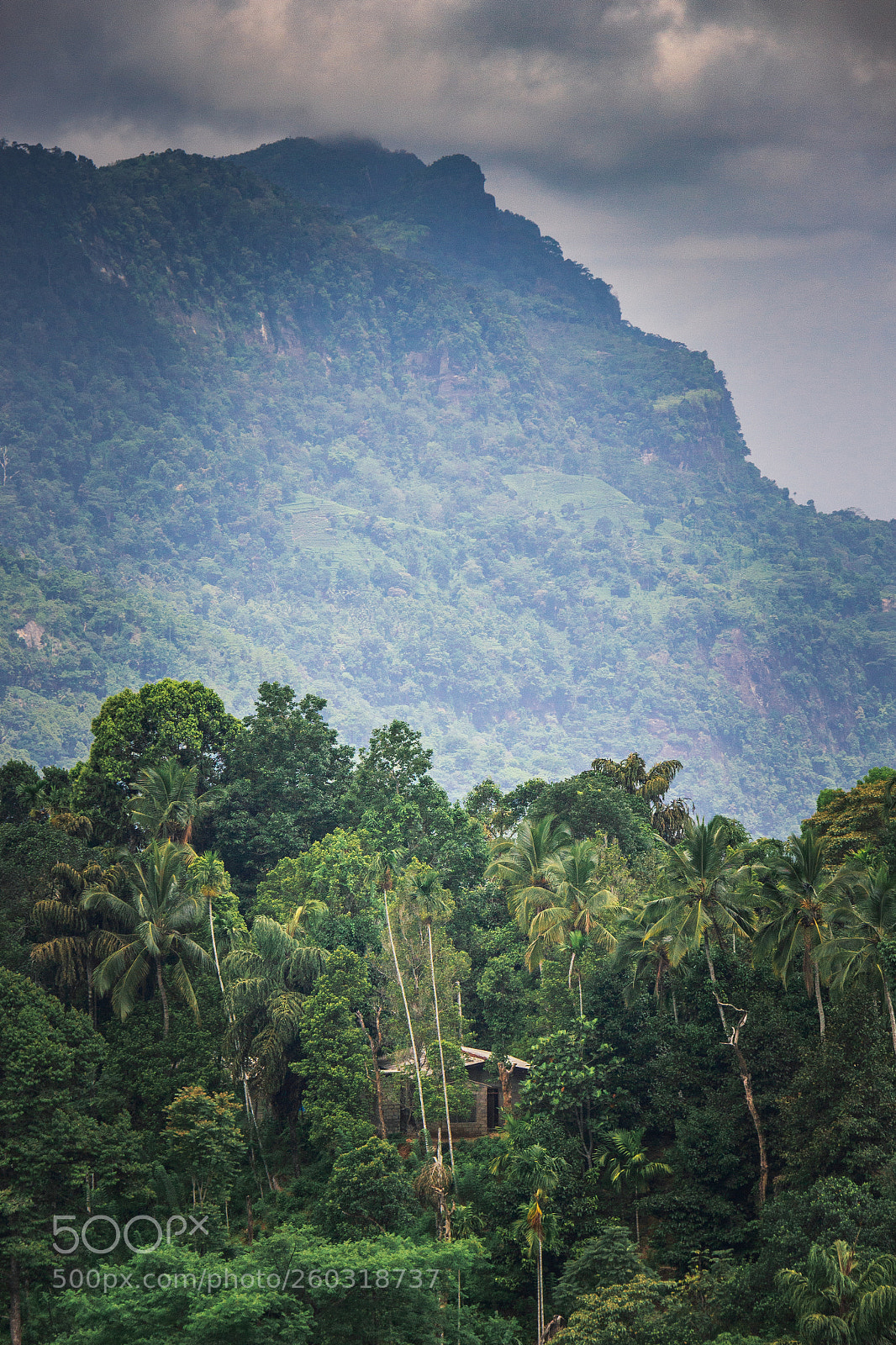 Canon EOS 600D (Rebel EOS T3i / EOS Kiss X5) sample photo. Jungle dwelling, wee oya photography