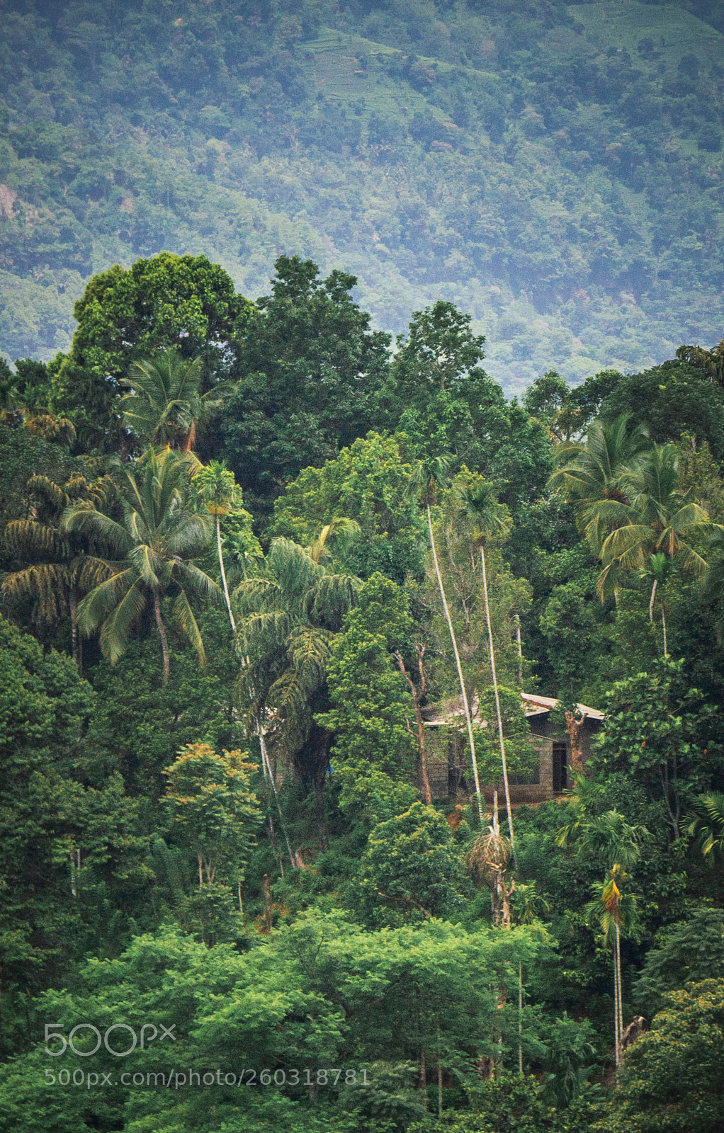 Canon EOS 600D (Rebel EOS T3i / EOS Kiss X5) sample photo. Jungle dwelling, wee oya photography