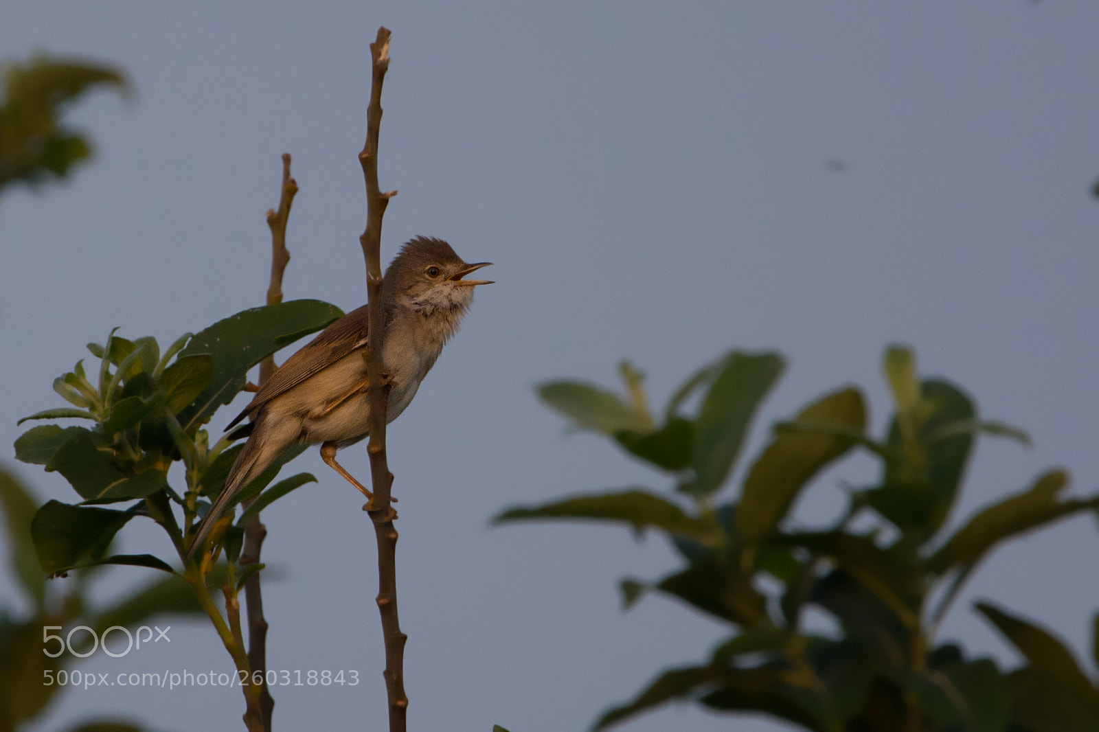 Nikon D7100 sample photo. Reed warbler's song photography