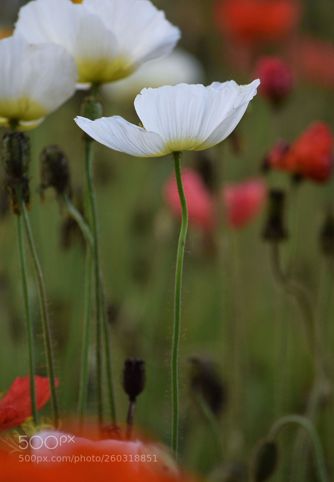 Nikon D3300 sample photo. White poppy photography