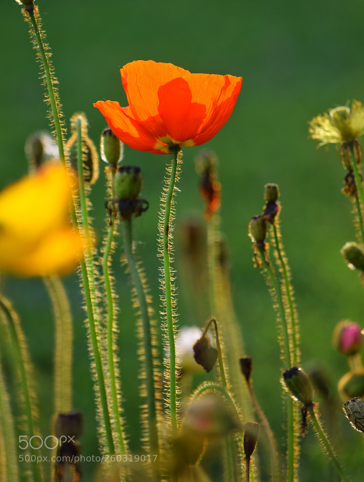 Nikon D3300 sample photo. Red poppy photography