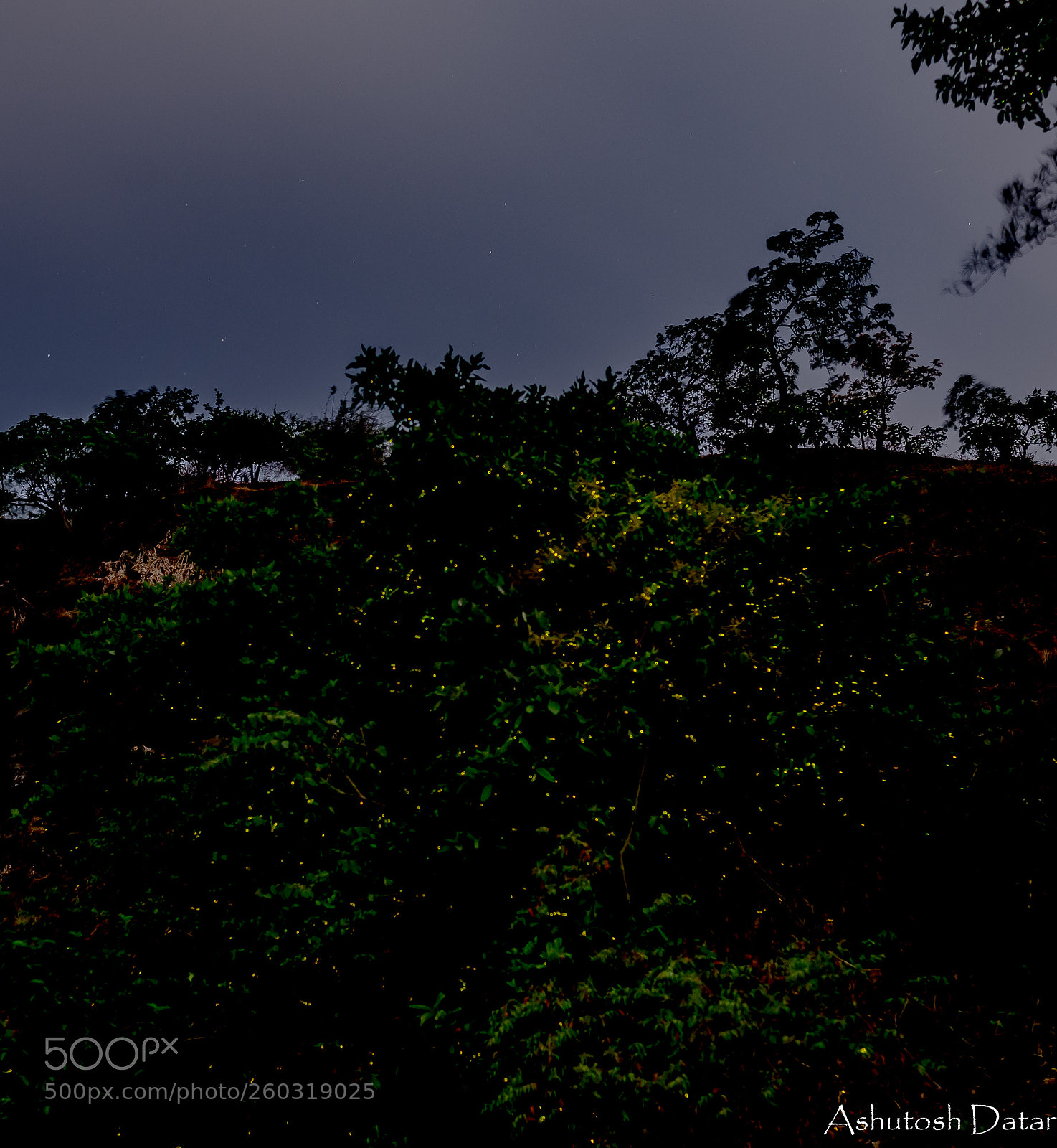 Nikon D610 sample photo. Fire flies! photography