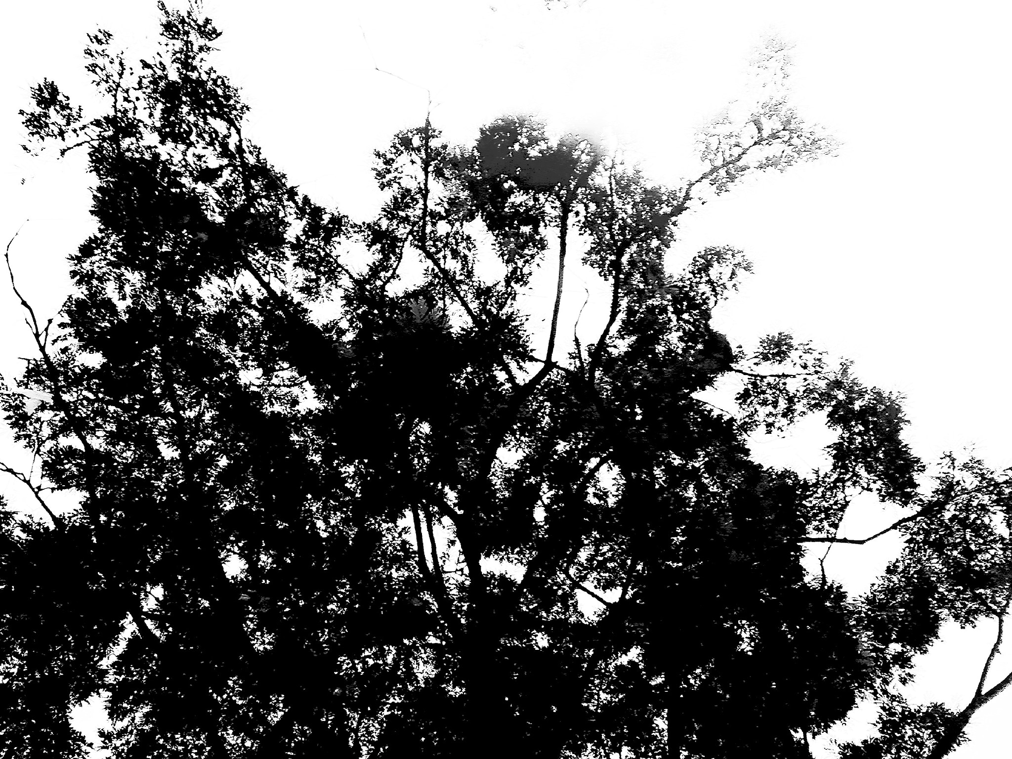 Xiaomi Redmi Note 5A sample photo. Black and white tree photography