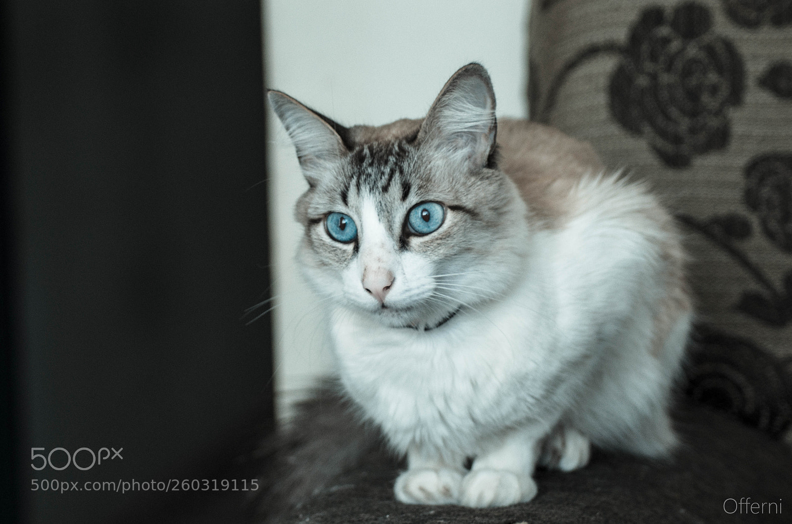 Nikon D5100 sample photo. Meet legolas, the cat. photography