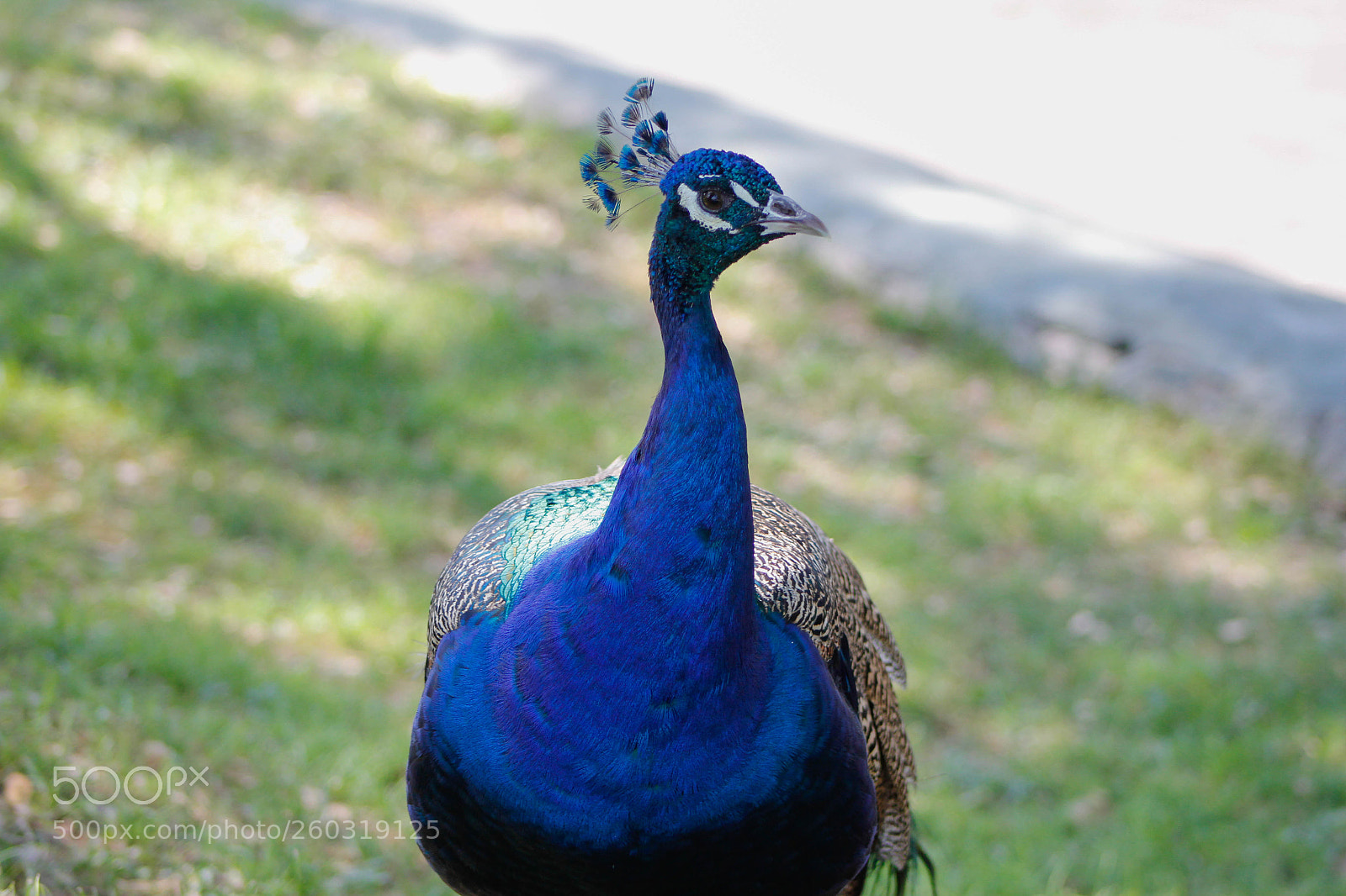 Canon EOS 60D sample photo. Untitled photography
