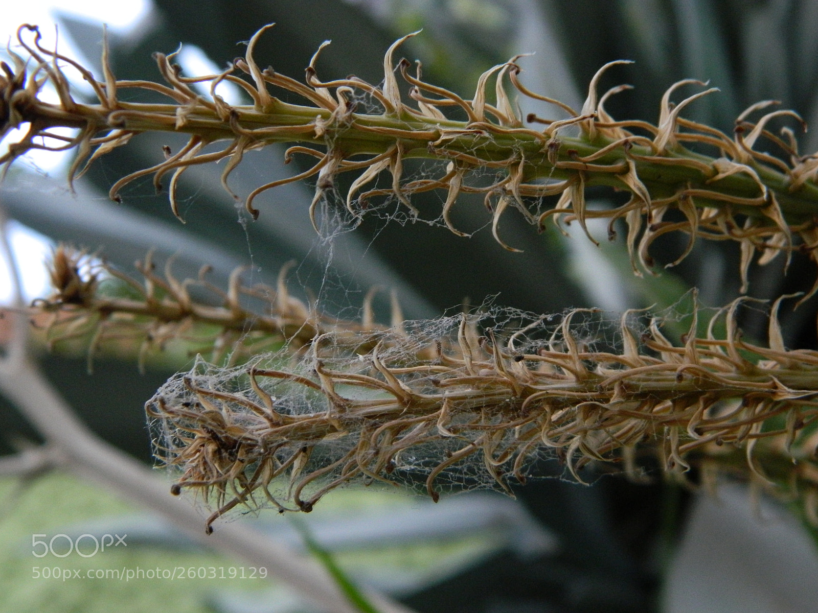 Nikon Coolpix L120 sample photo. Descuido photography