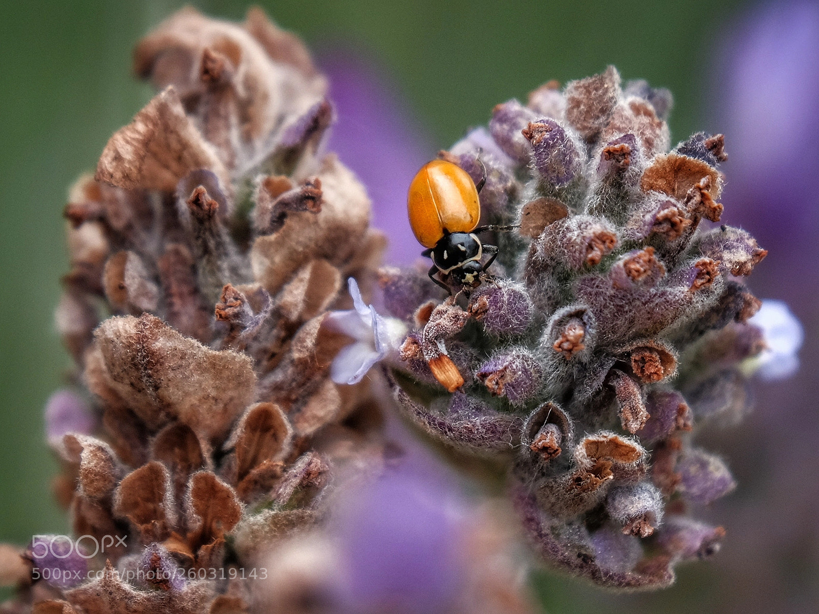 Fujifilm X-T1 sample photo. Bug and lavender photography