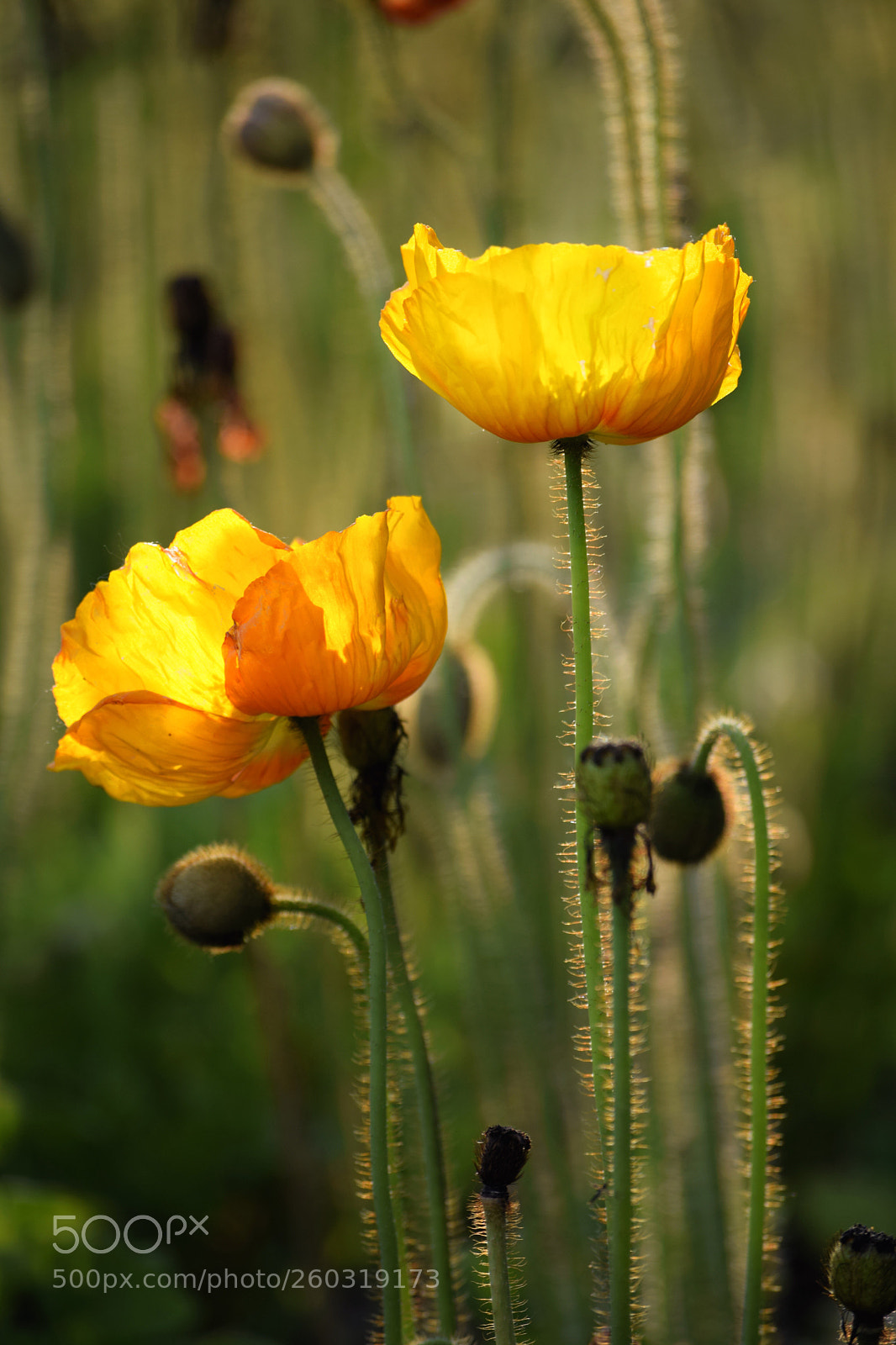 Nikon D3300 sample photo. Yellow poppy photography
