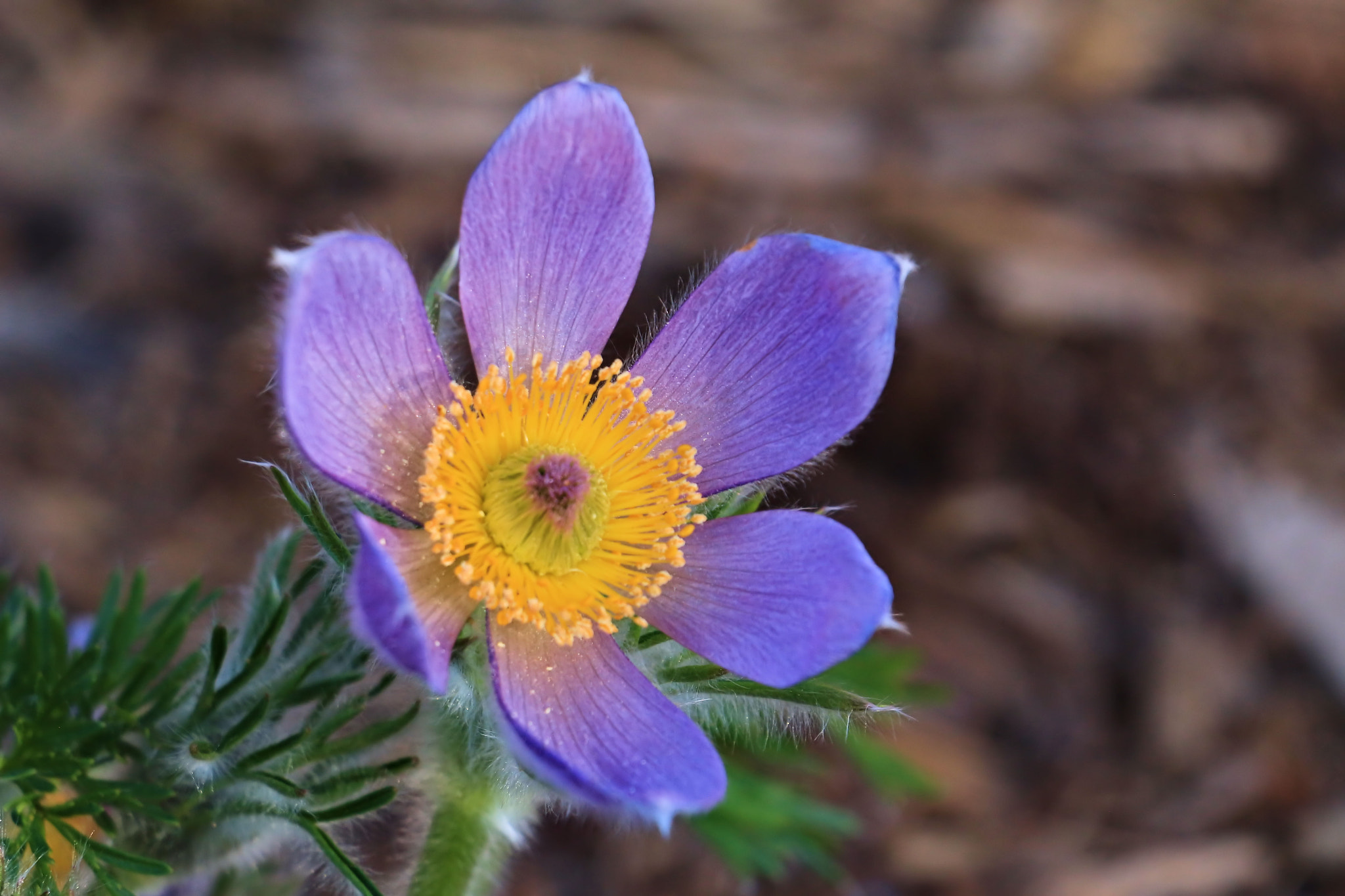 Canon EOS 650D (EOS Rebel T4i / EOS Kiss X6i) sample photo. Crocus photography