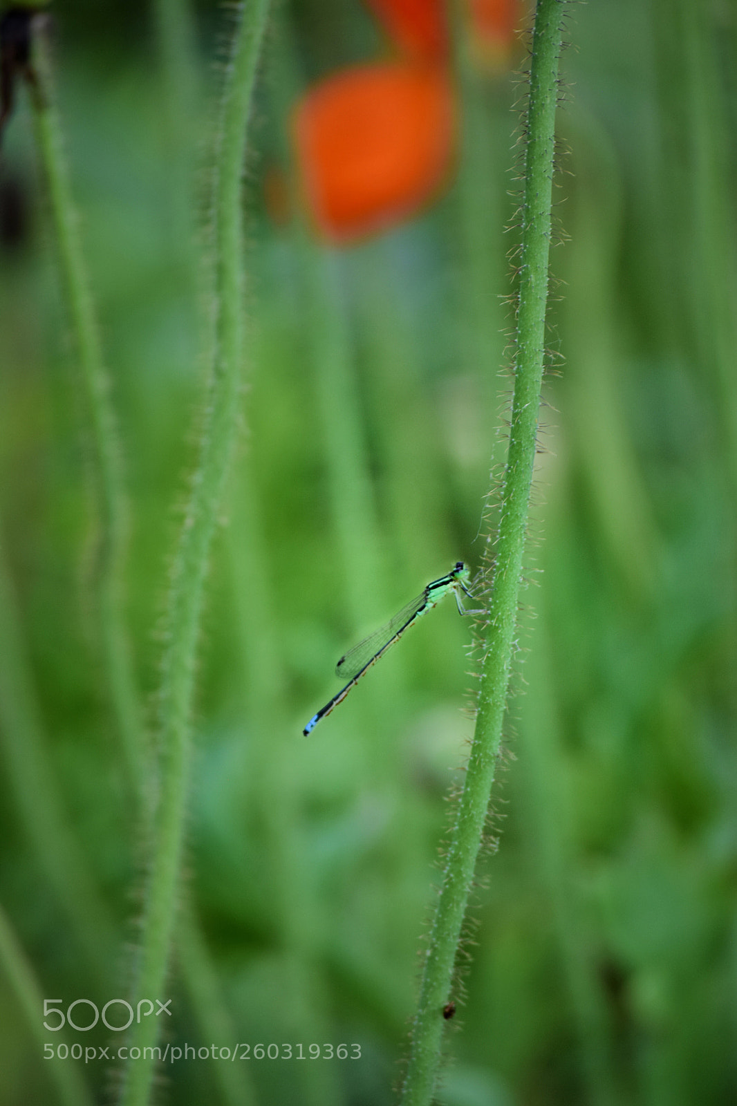 Nikon D3300 sample photo. Insect photography
