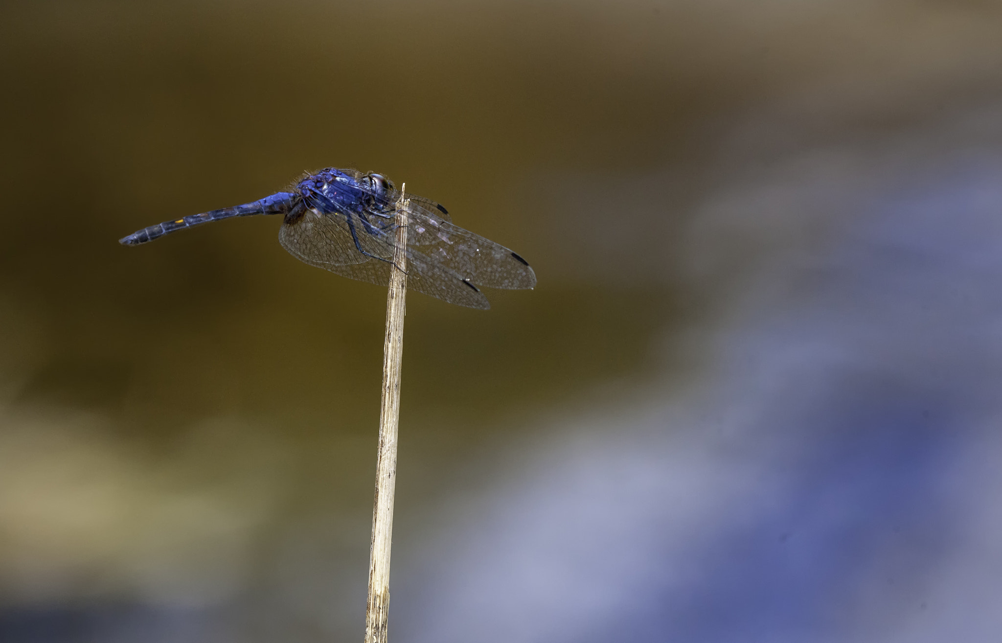 Nikon D3X sample photo. The blue dragon photography