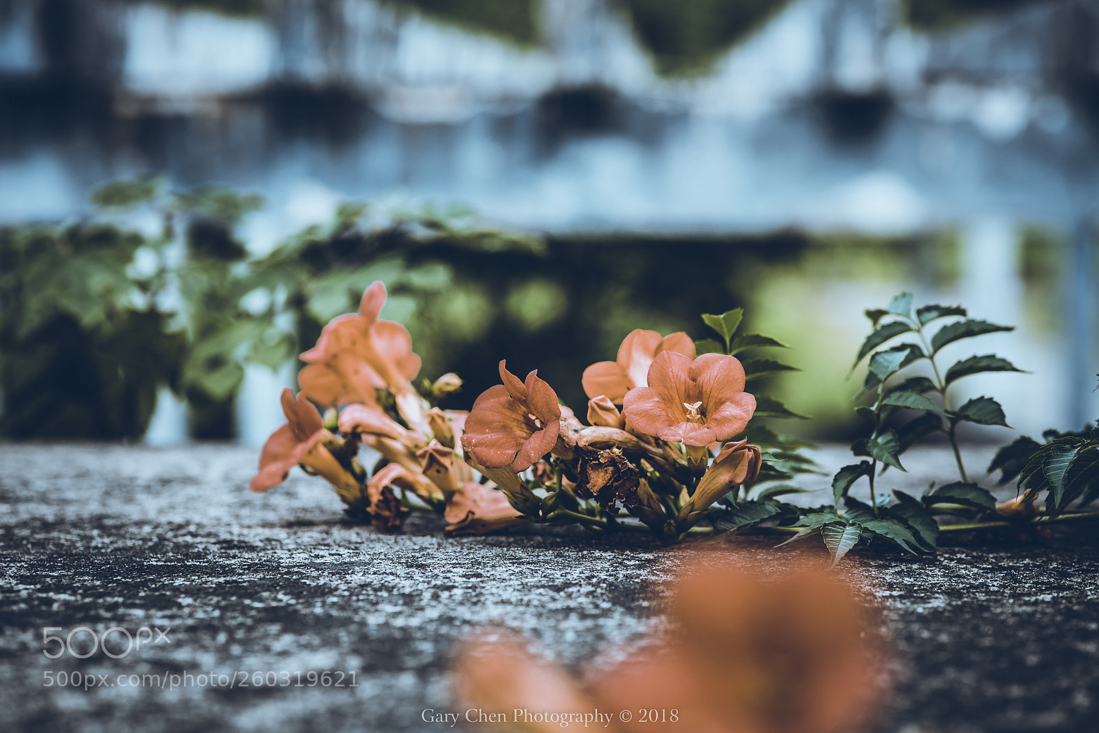 Nikon D810 sample photo. Little flowers on the photography