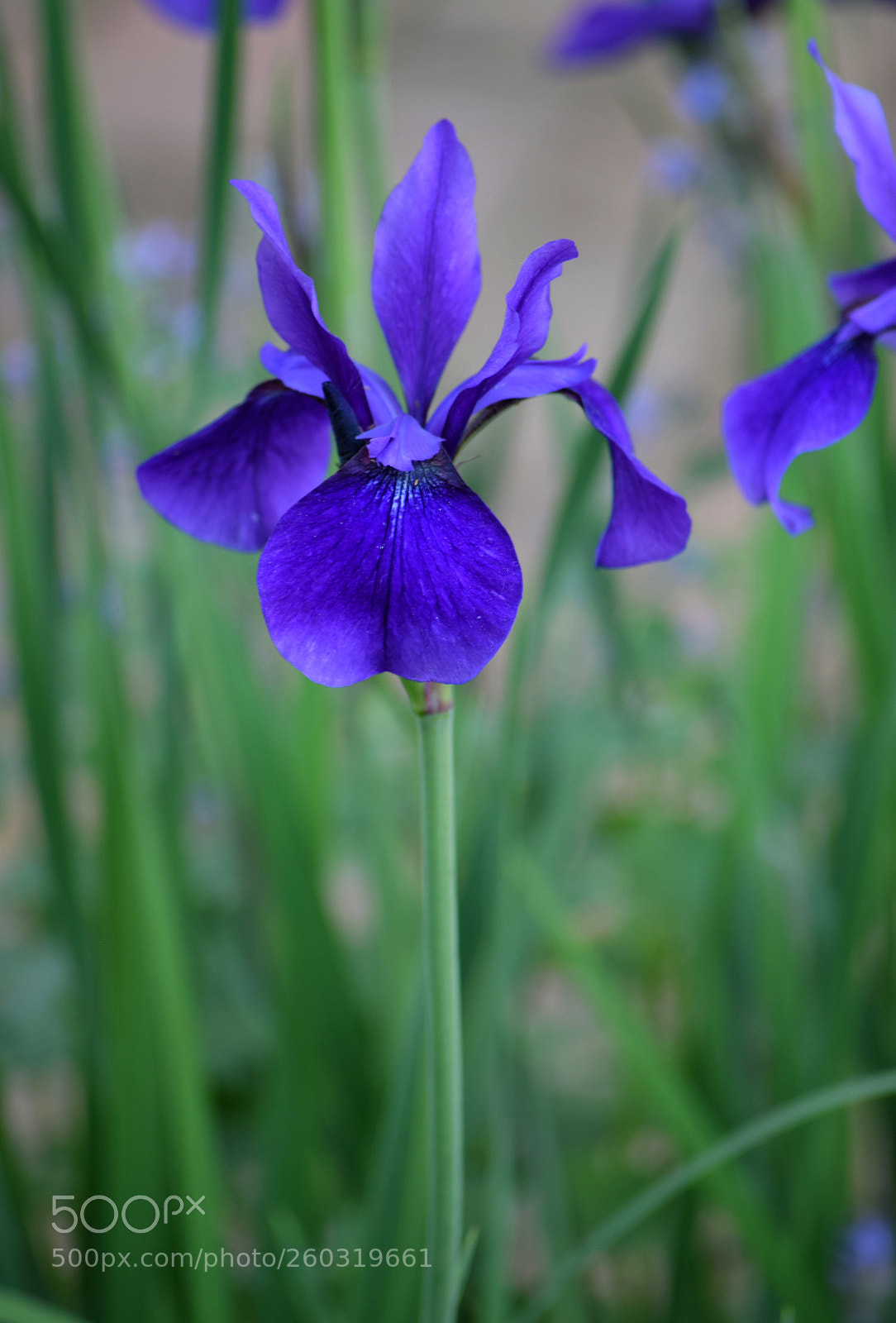 Nikon D3300 sample photo. Untitled photography