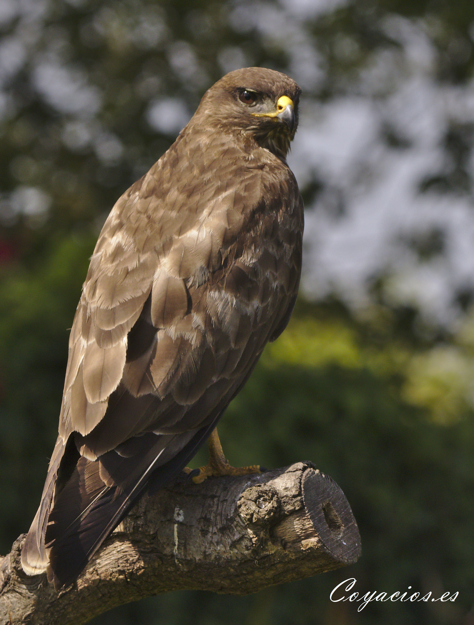 Canon EOS 7D Mark II sample photo. Busardo ratonero ♂ (buteo buteo) photography