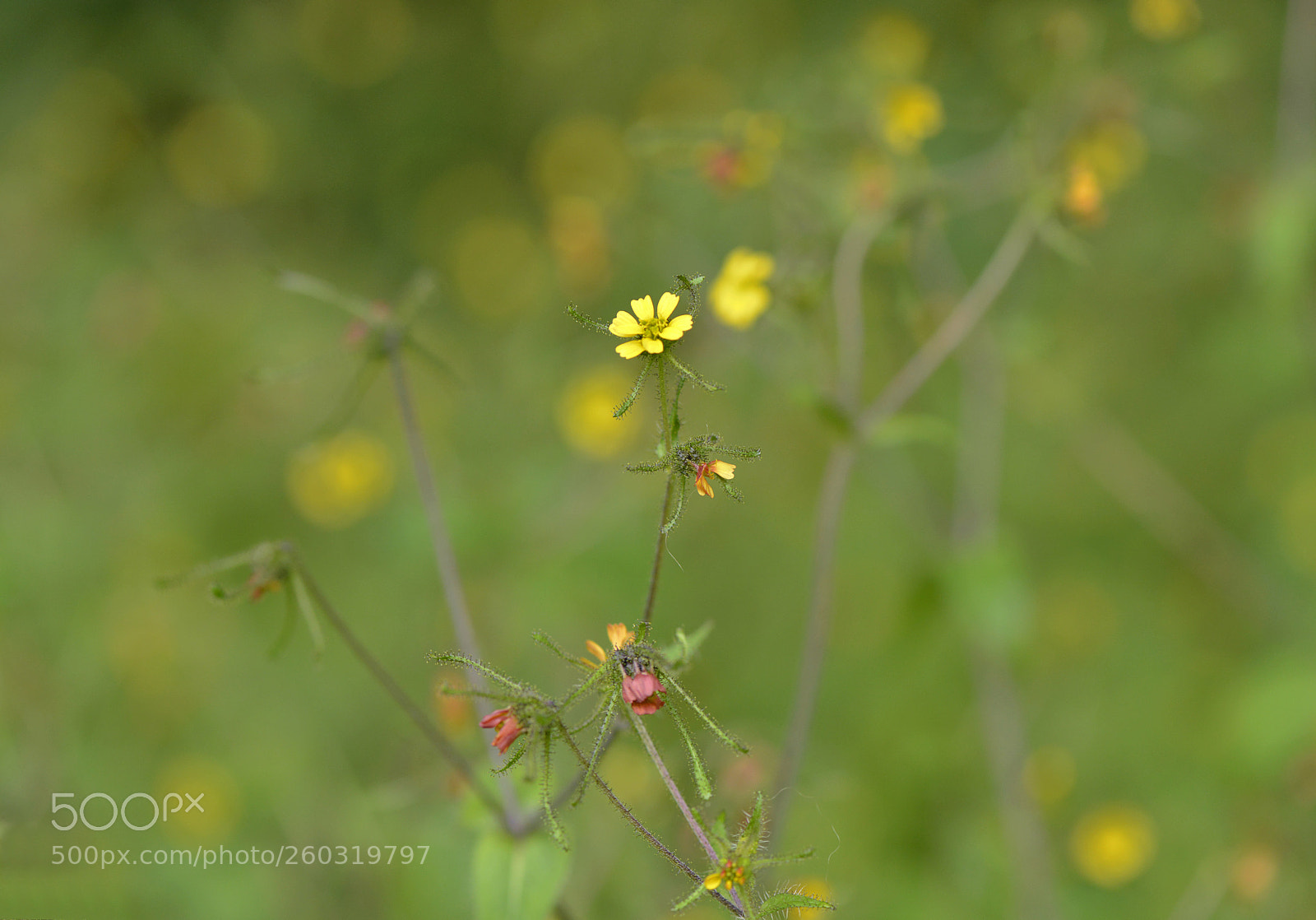 Nikon D800 sample photo. Little yellow flower photography