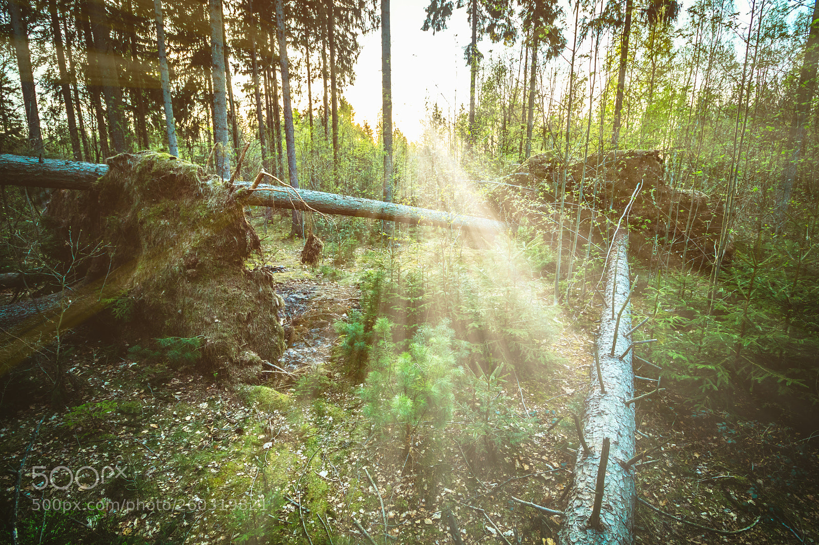 Canon EOS 80D sample photo. Fallen trees iii photography