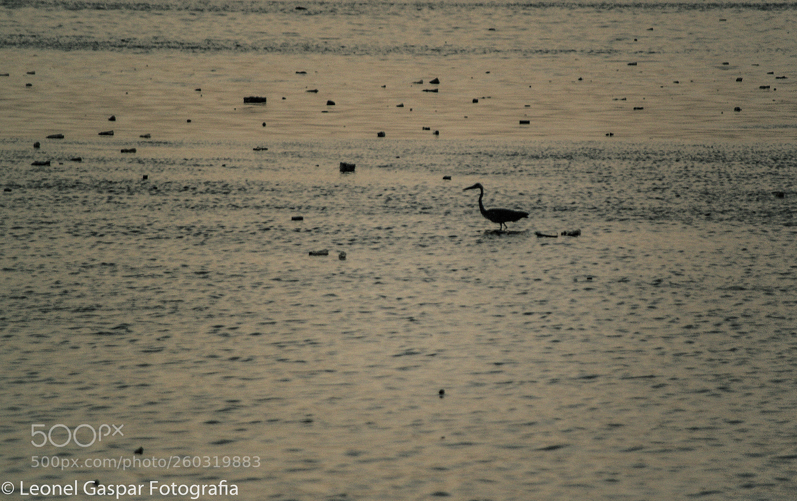 Nikon D3100 sample photo. Untitled photography