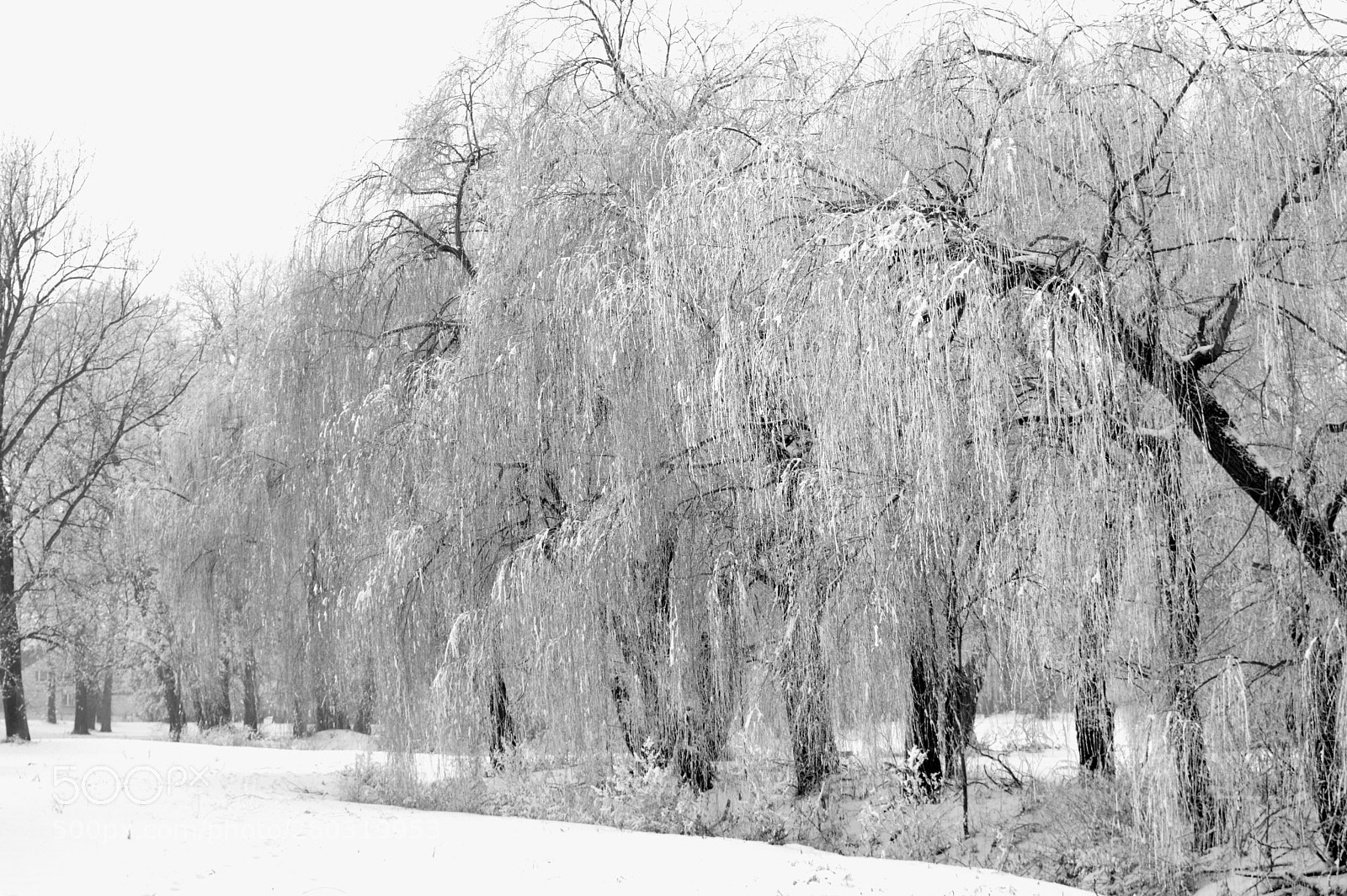 Nikon D3200 sample photo. Polish winter ii photography