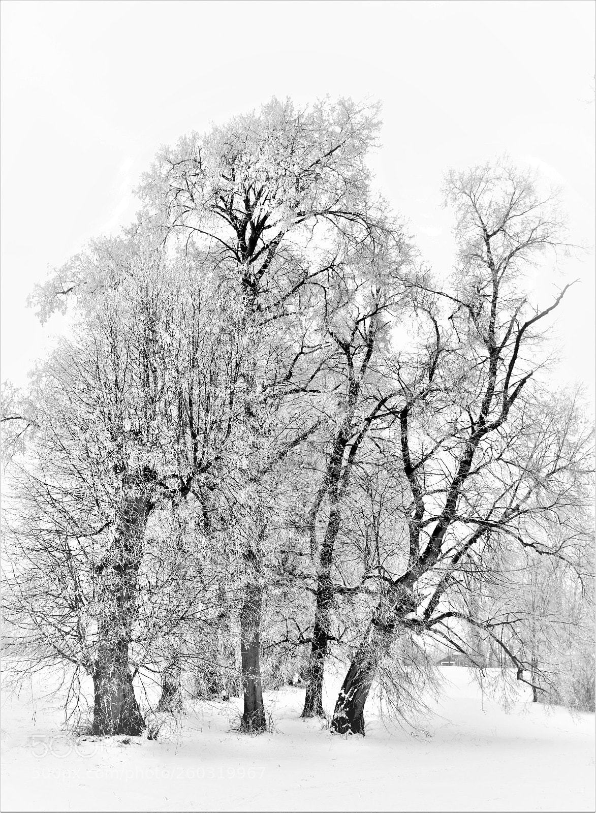Nikon D3200 sample photo. Polish winter iii photography