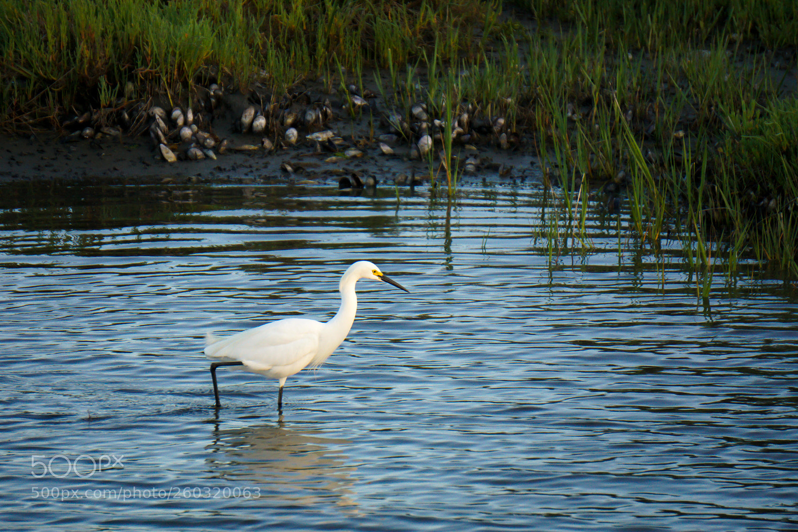 Sony a6000 sample photo. Egret photography