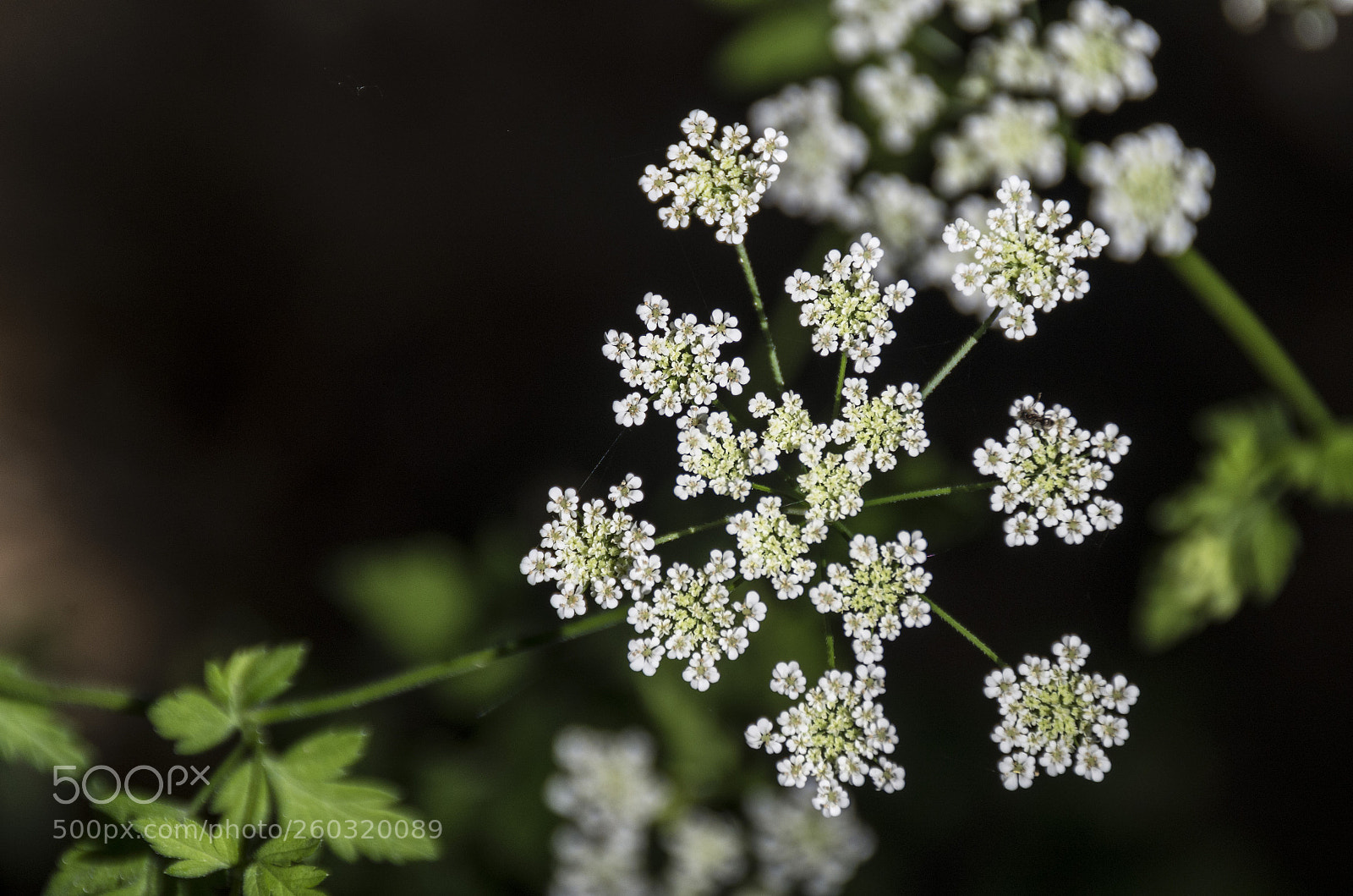 Pentax K-30 sample photo. Stelline di fiori photography