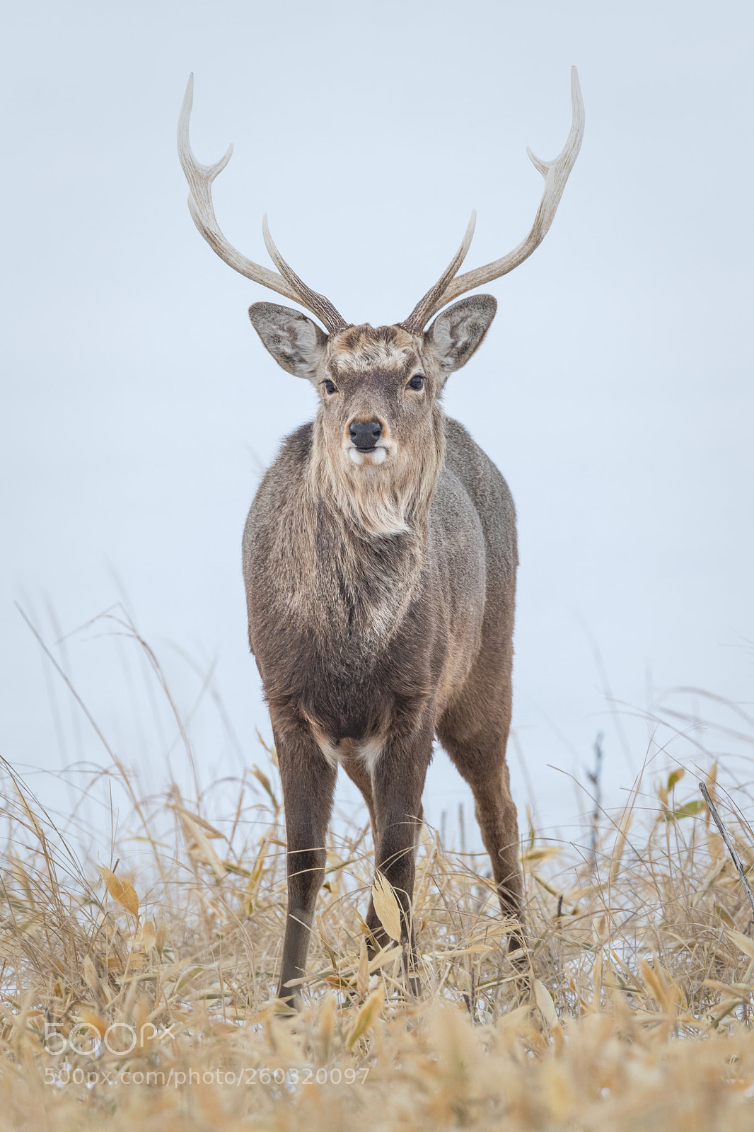 Nikon D850 sample photo. Sika deer photography
