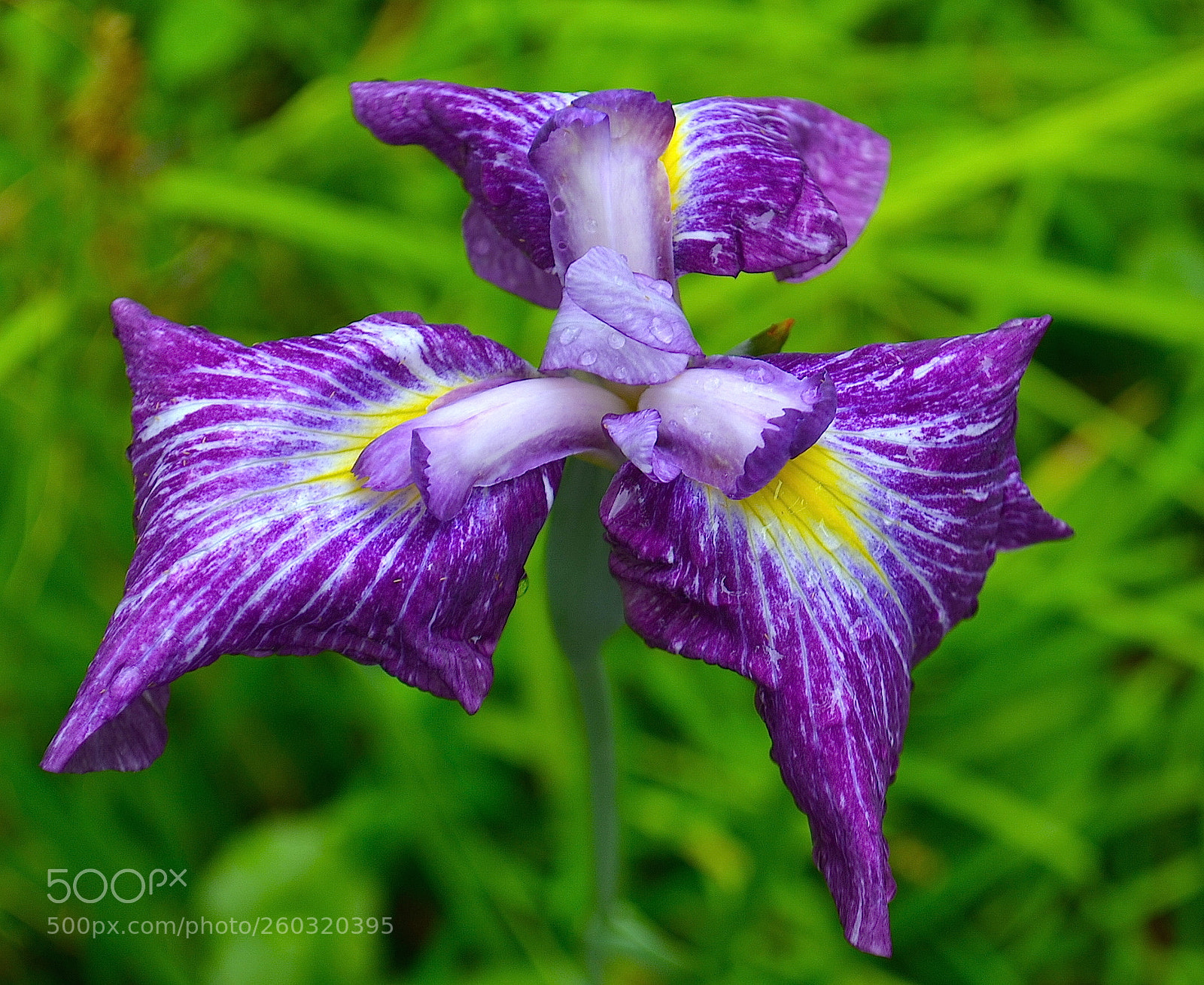 Nikon D5100 sample photo. Iris photography