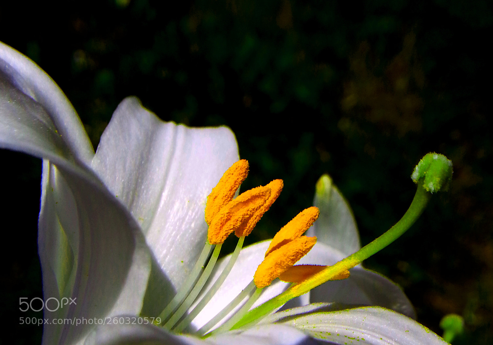 Samsung Galaxy Note2 sample photo. Flower photography