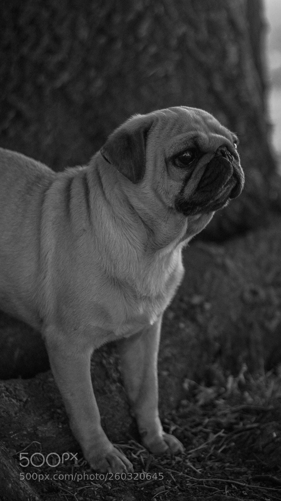 Canon EOS 60D sample photo. Untitled photography