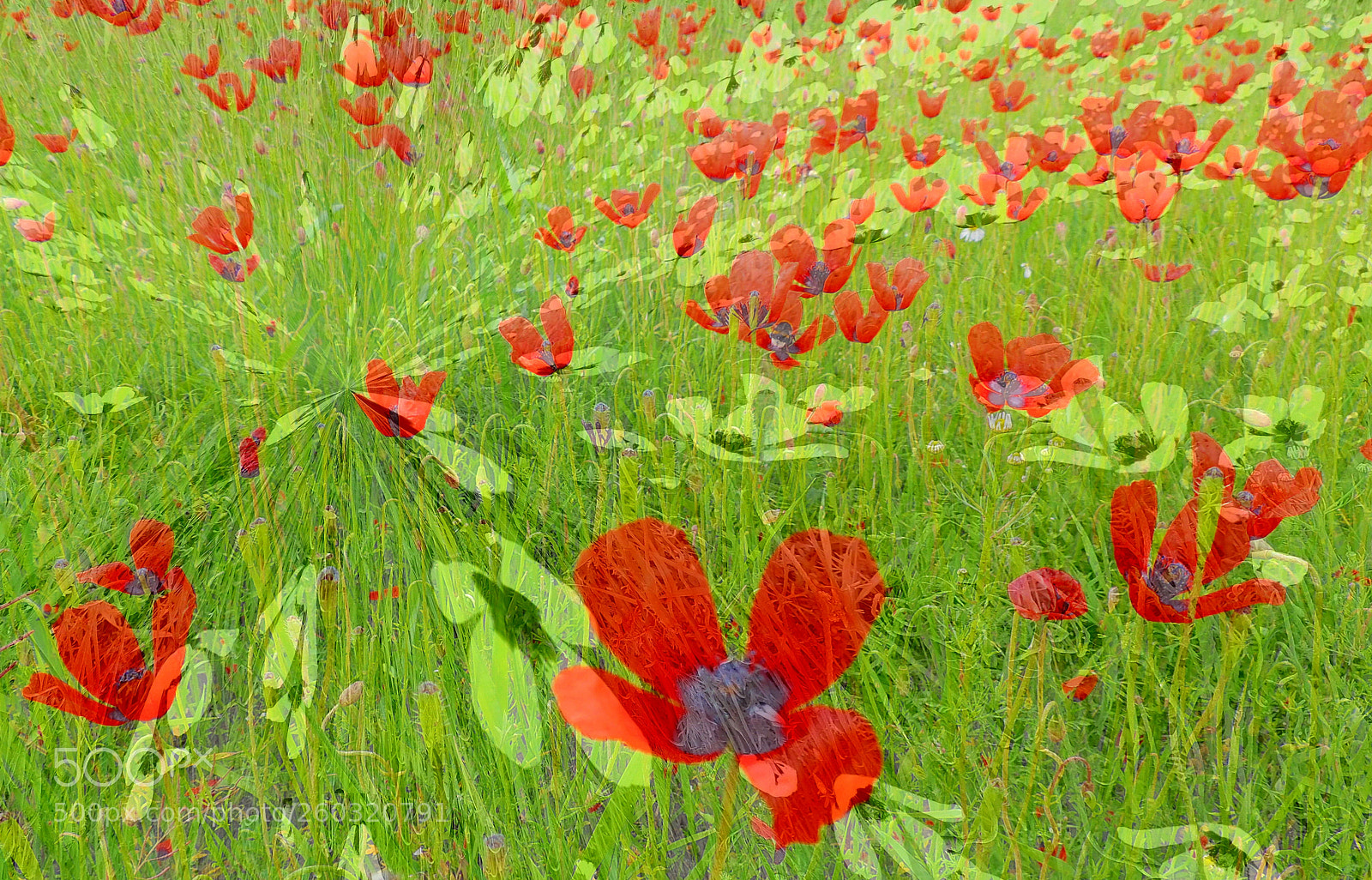 Nikon Coolpix P510 sample photo. Poppy source photography