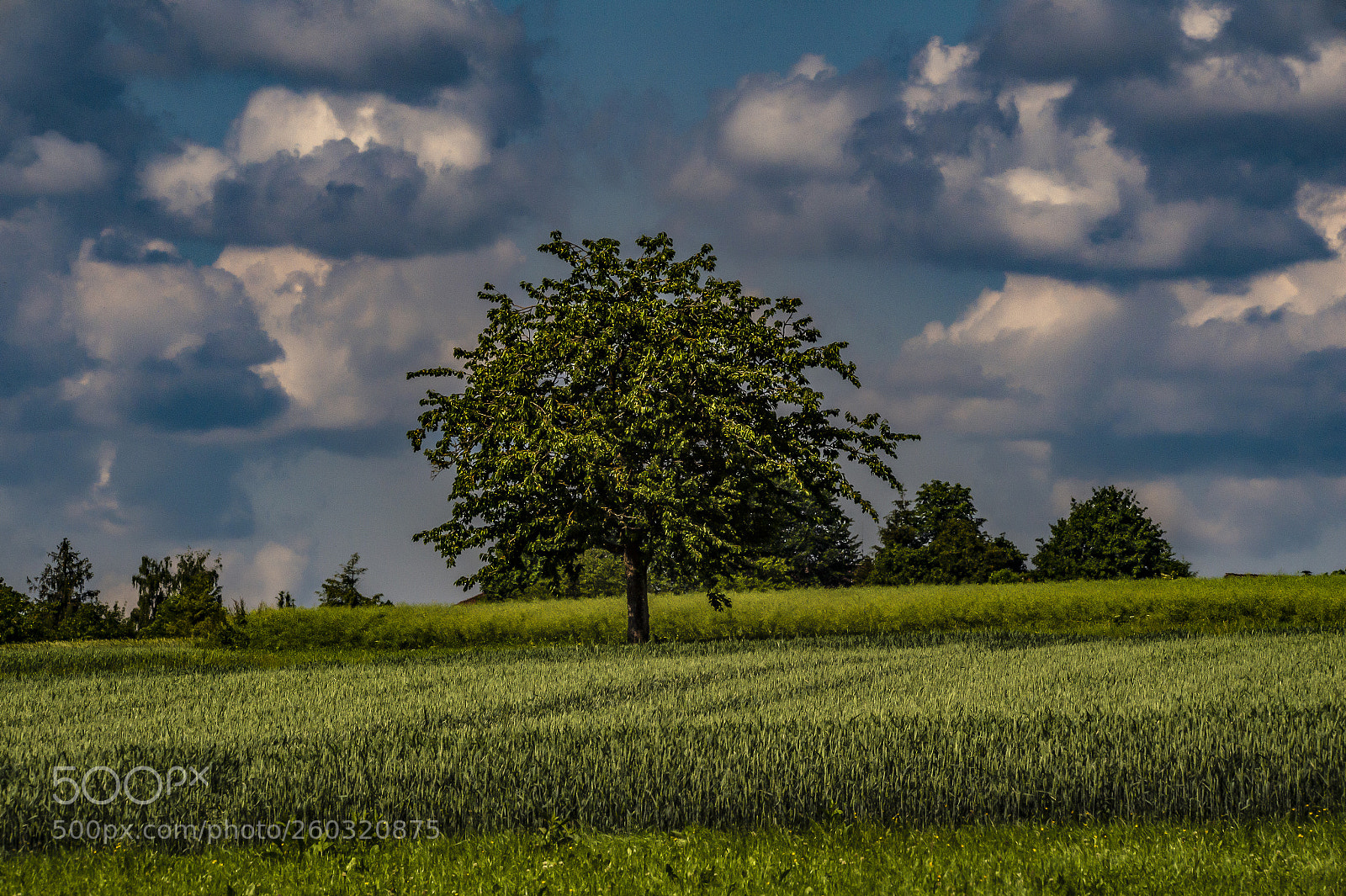 Nikon D4 sample photo. Lone tree at the photography