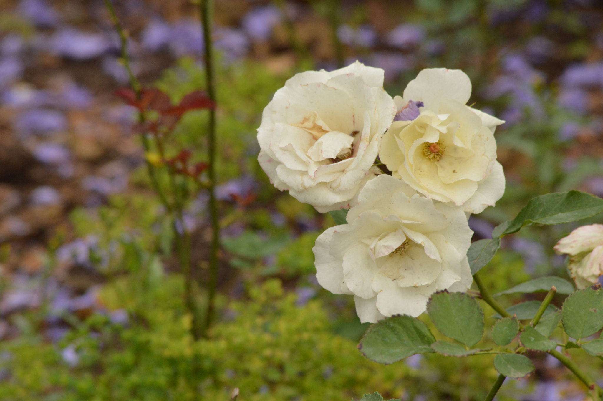 Nikon D3200 sample photo. Las blancas photography