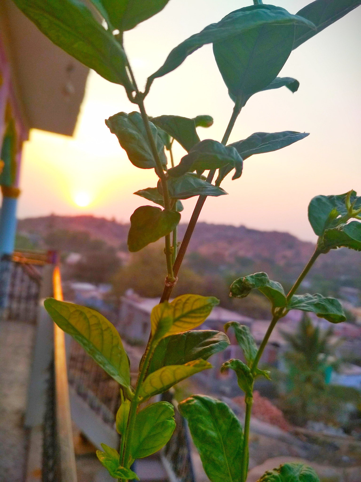 Xiaomi Redmi 4 Pro sample photo