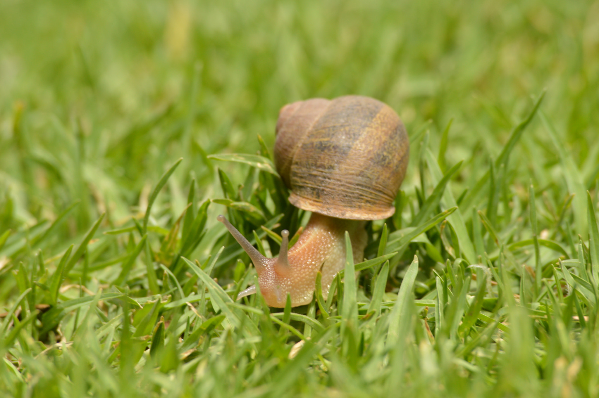Nikon D3200 sample photo. Coracol photography