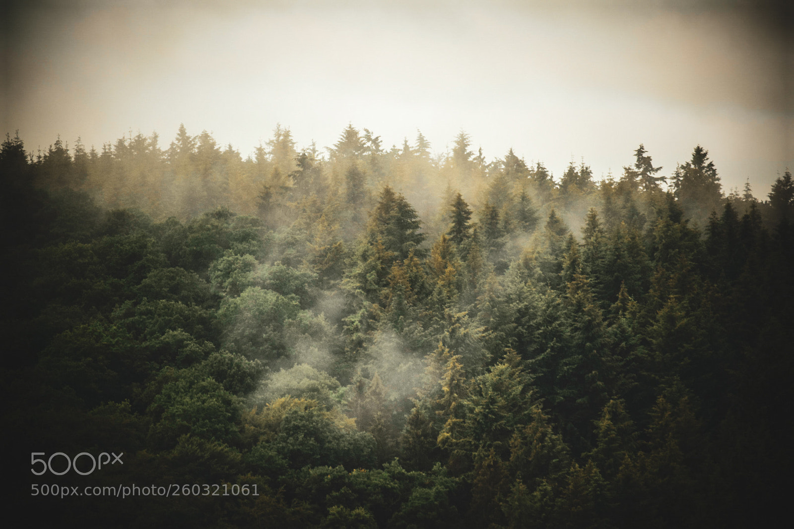 Nikon D3300 sample photo. Fog photography