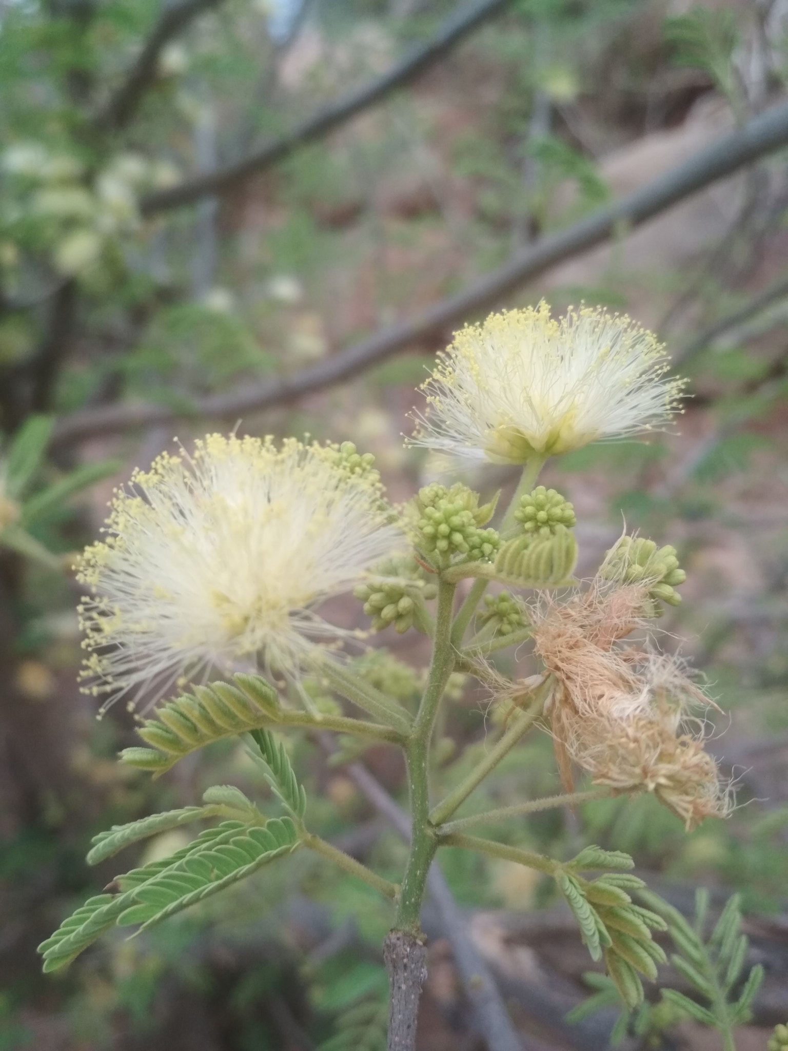 Xiaomi Redmi 4 Pro sample photo