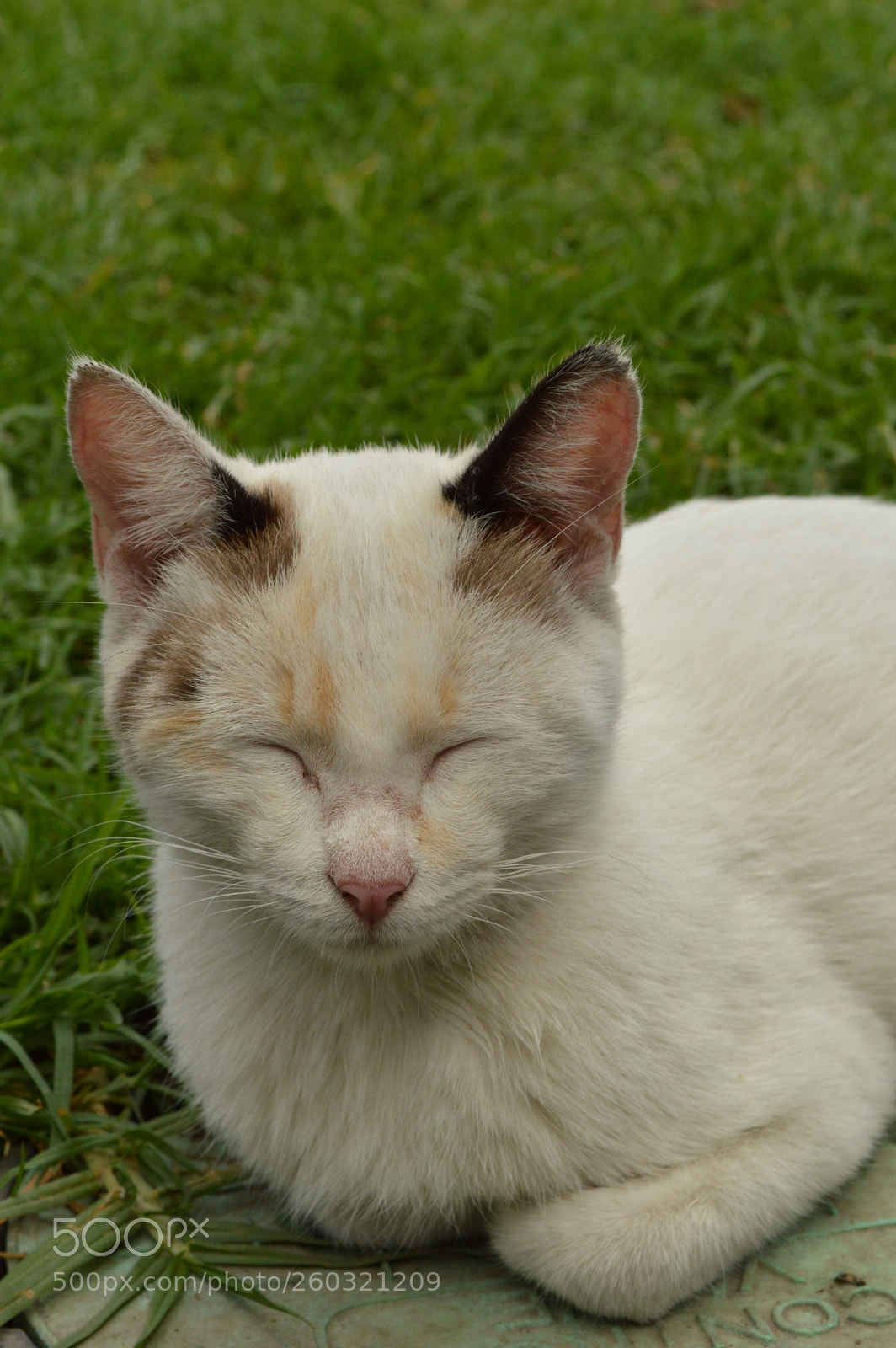 Nikon D3200 sample photo. Miau photography
