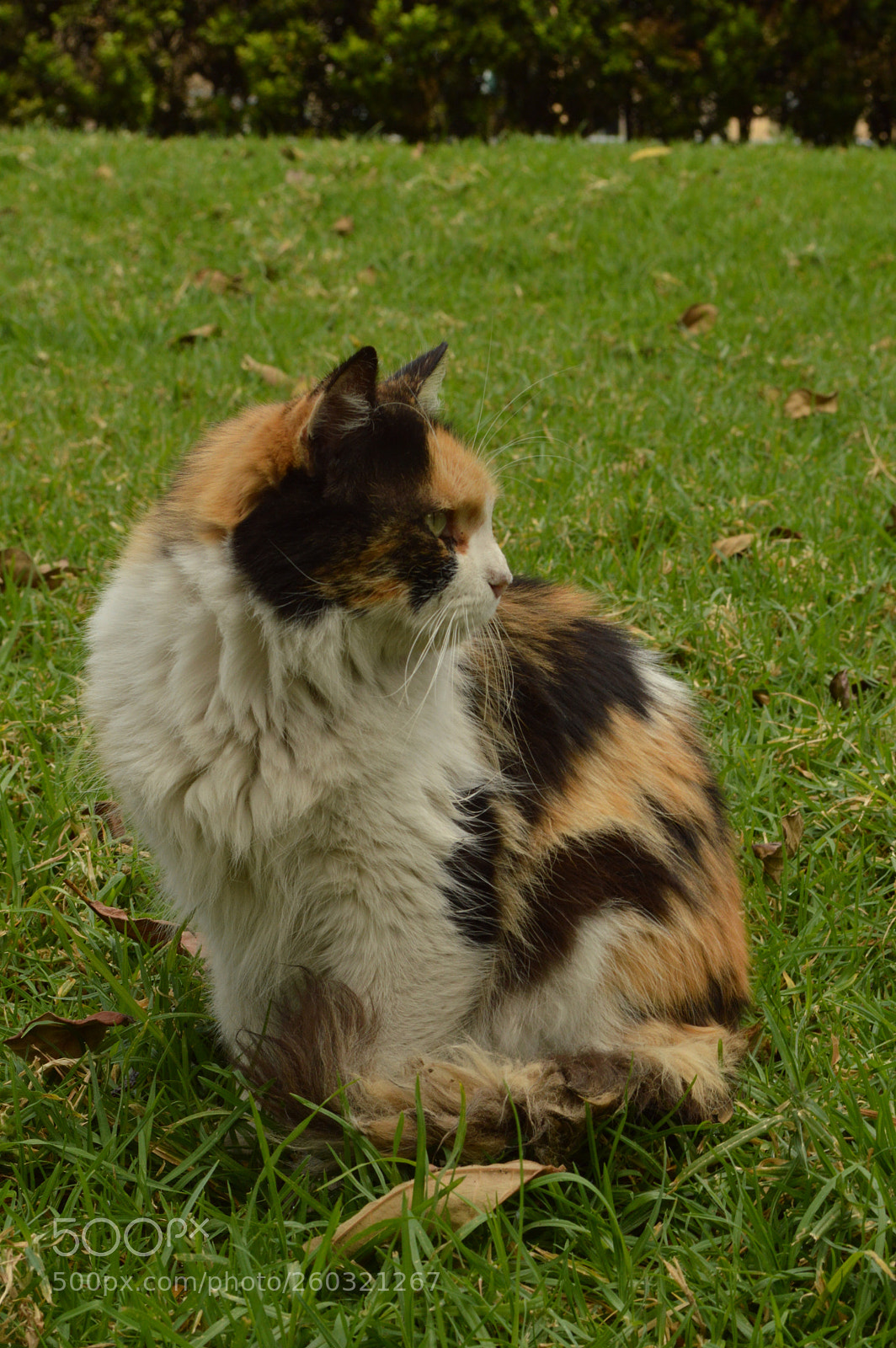 Nikon D3200 sample photo. Sensual photography