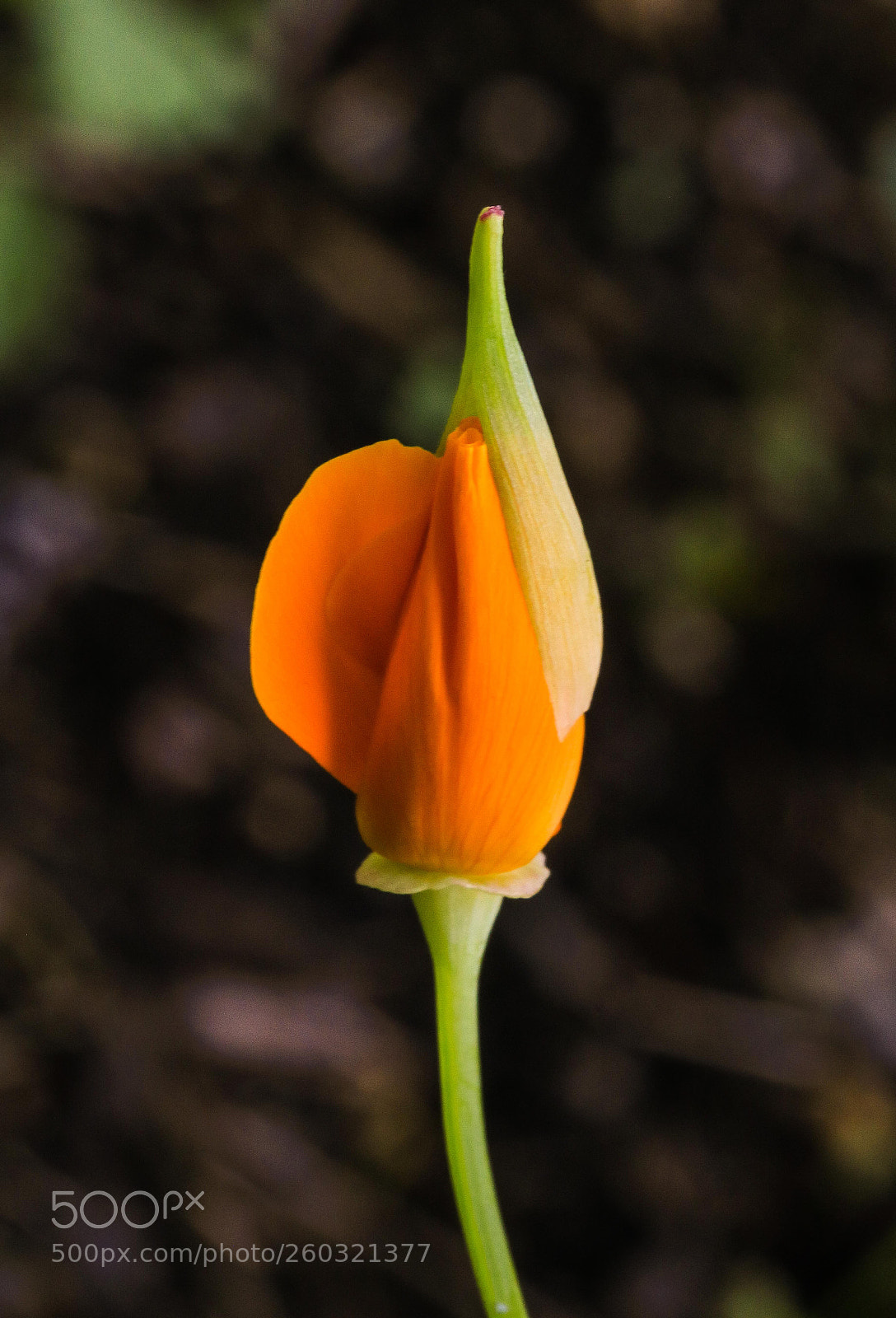 Canon EOS 750D (EOS Rebel T6i / EOS Kiss X8i) sample photo. SchlafmÜtzchen photography