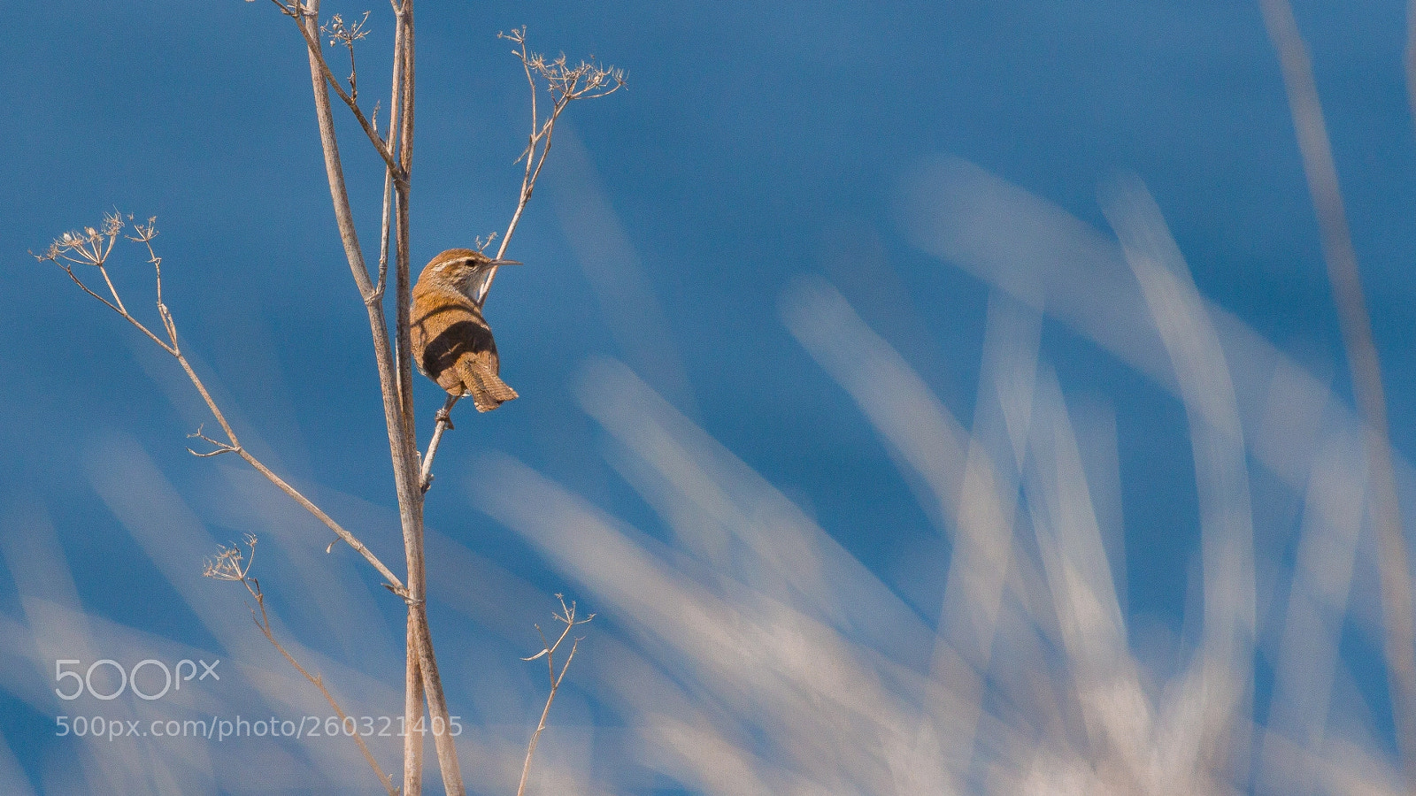 Canon EOS 60D sample photo. Bewick's wren photography