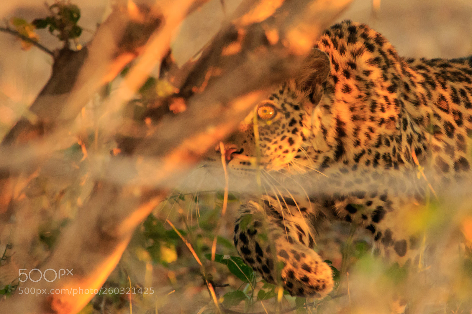 Canon EOS 7D Mark II sample photo. Botswana - mashatu photography