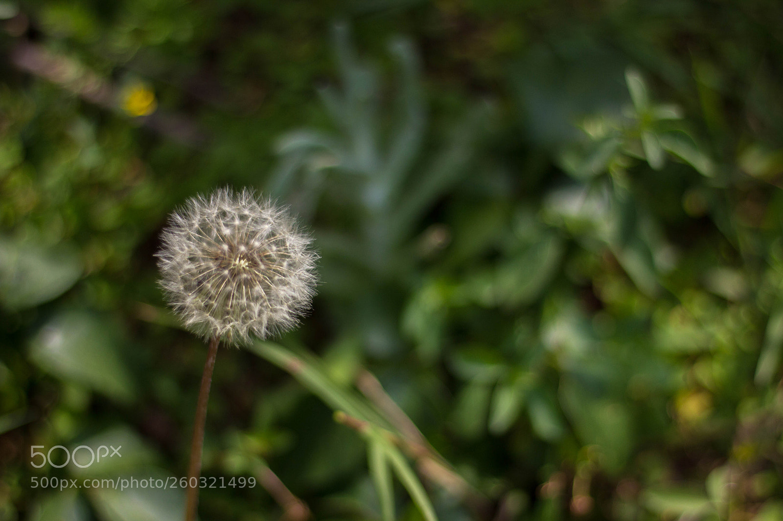 Canon EOS 60D sample photo. Untitled photography