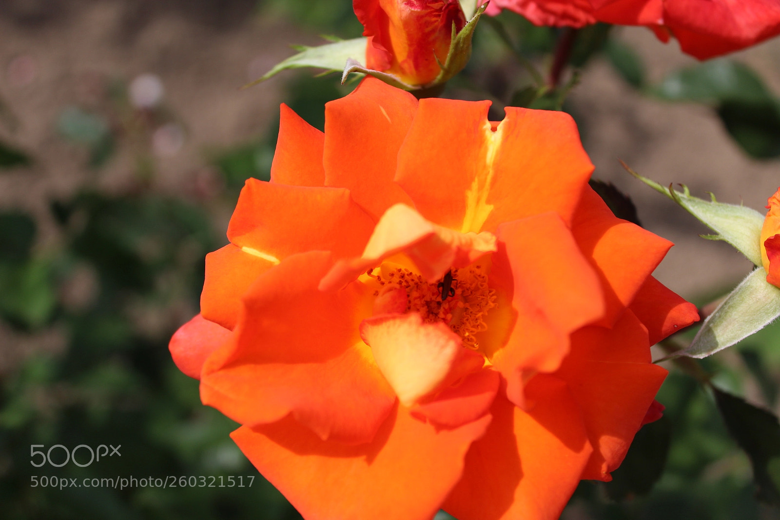Canon EOS 1300D (EOS Rebel T6 / EOS Kiss X80) sample photo. Orange under the sun photography