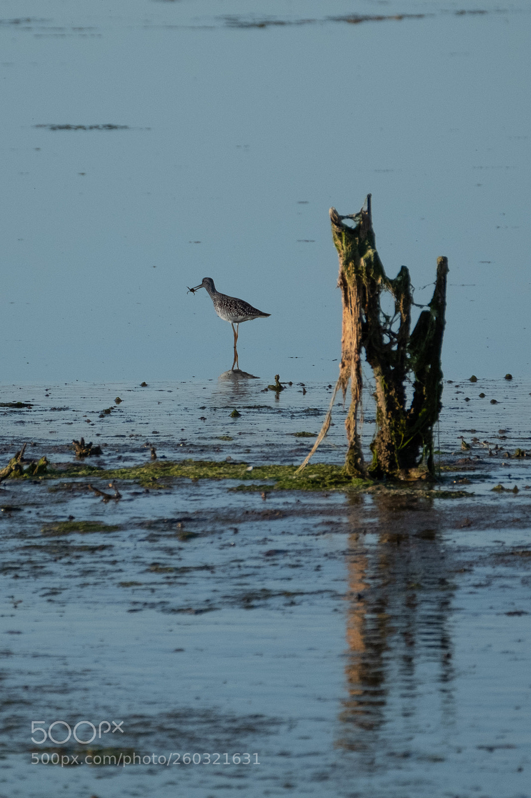 Fujifilm X-T2 sample photo. Greater yellow legs sandpiper photography