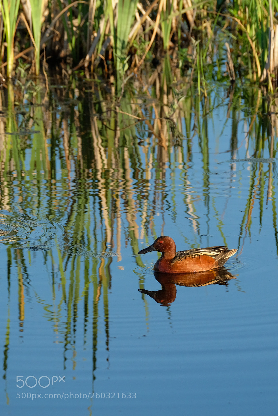 Fujifilm X-T2 sample photo. Cinnamon teal photography