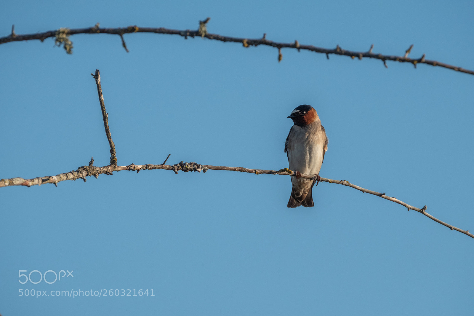 Fujifilm X-T2 sample photo. Cliff swallow photography