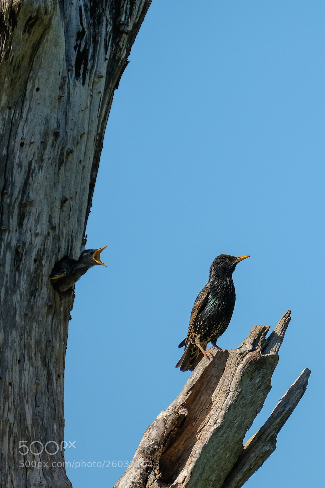 Fujifilm X-T2 sample photo. European starling photography
