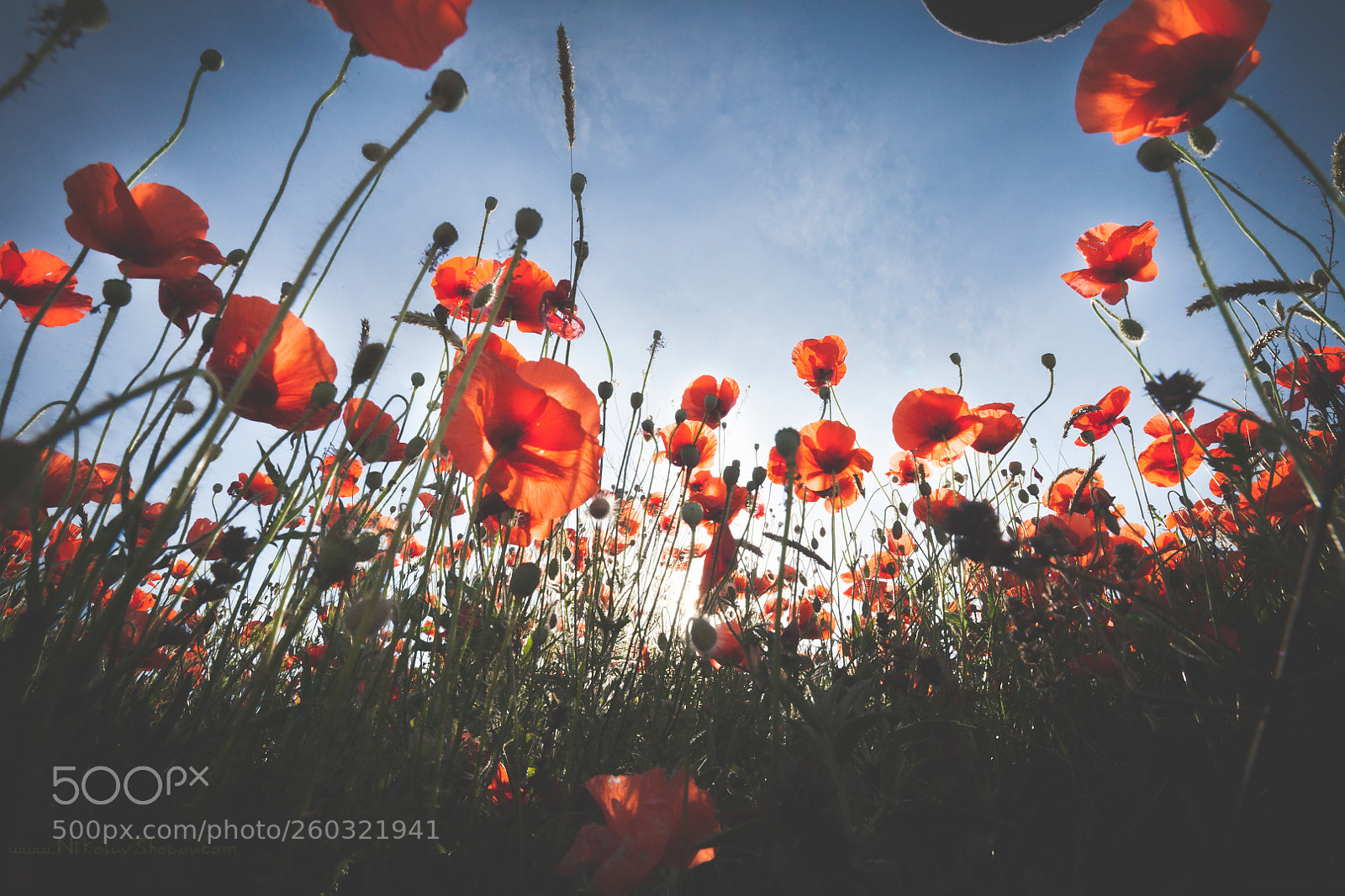 Canon EOS 5D Mark II sample photo. Papaver morning photography
